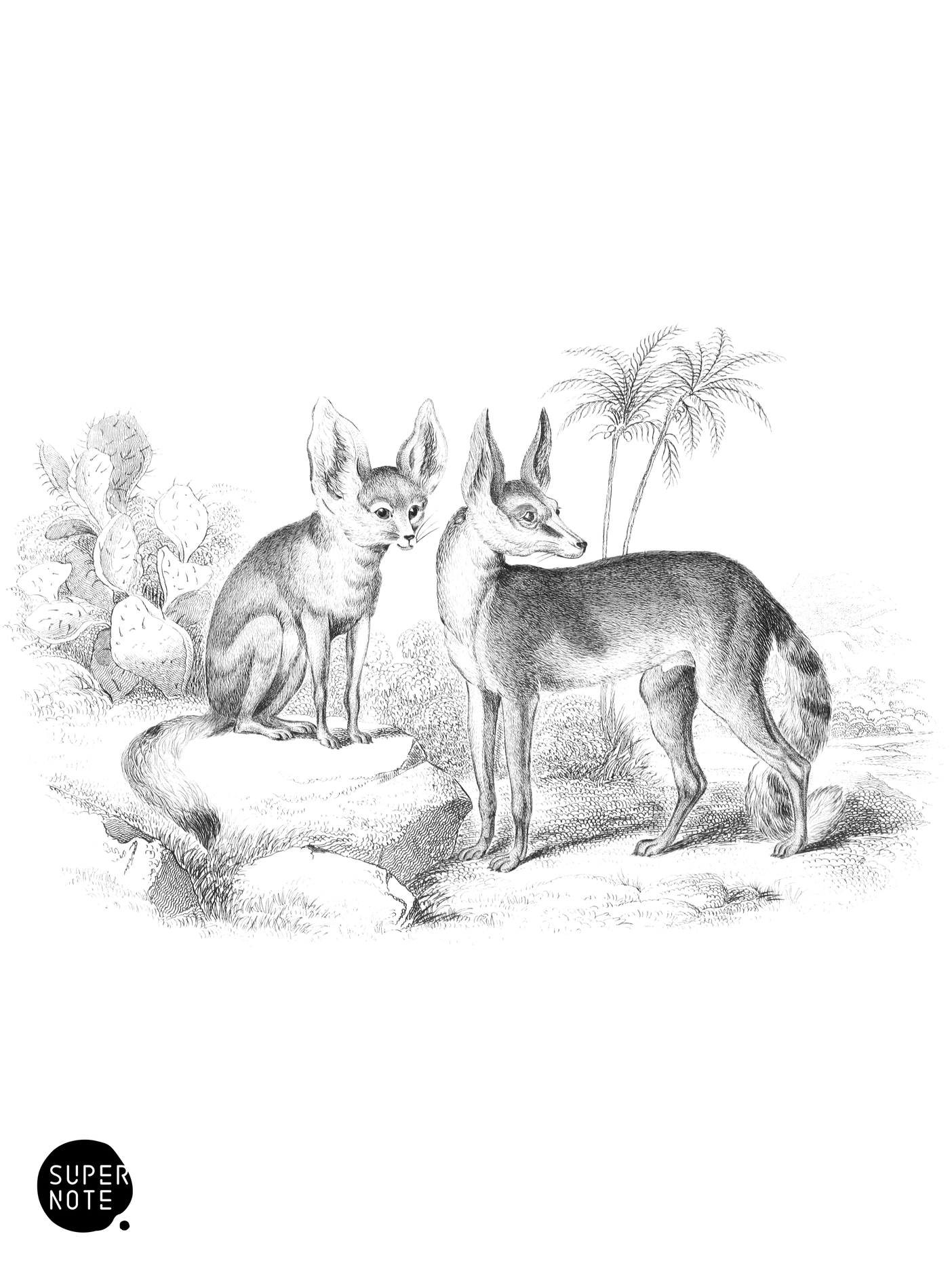 Fennec of Bruce & Red-Backed Fennec (vol-25 plate-20).png