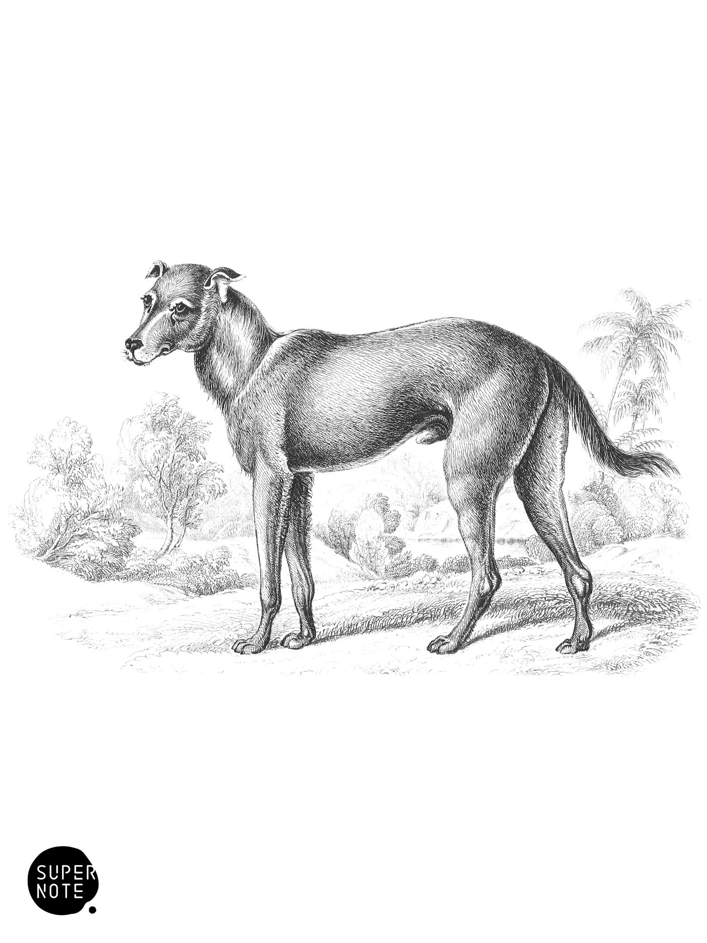 Feral Dog of St. Domingo (vol-28 plate-1).png