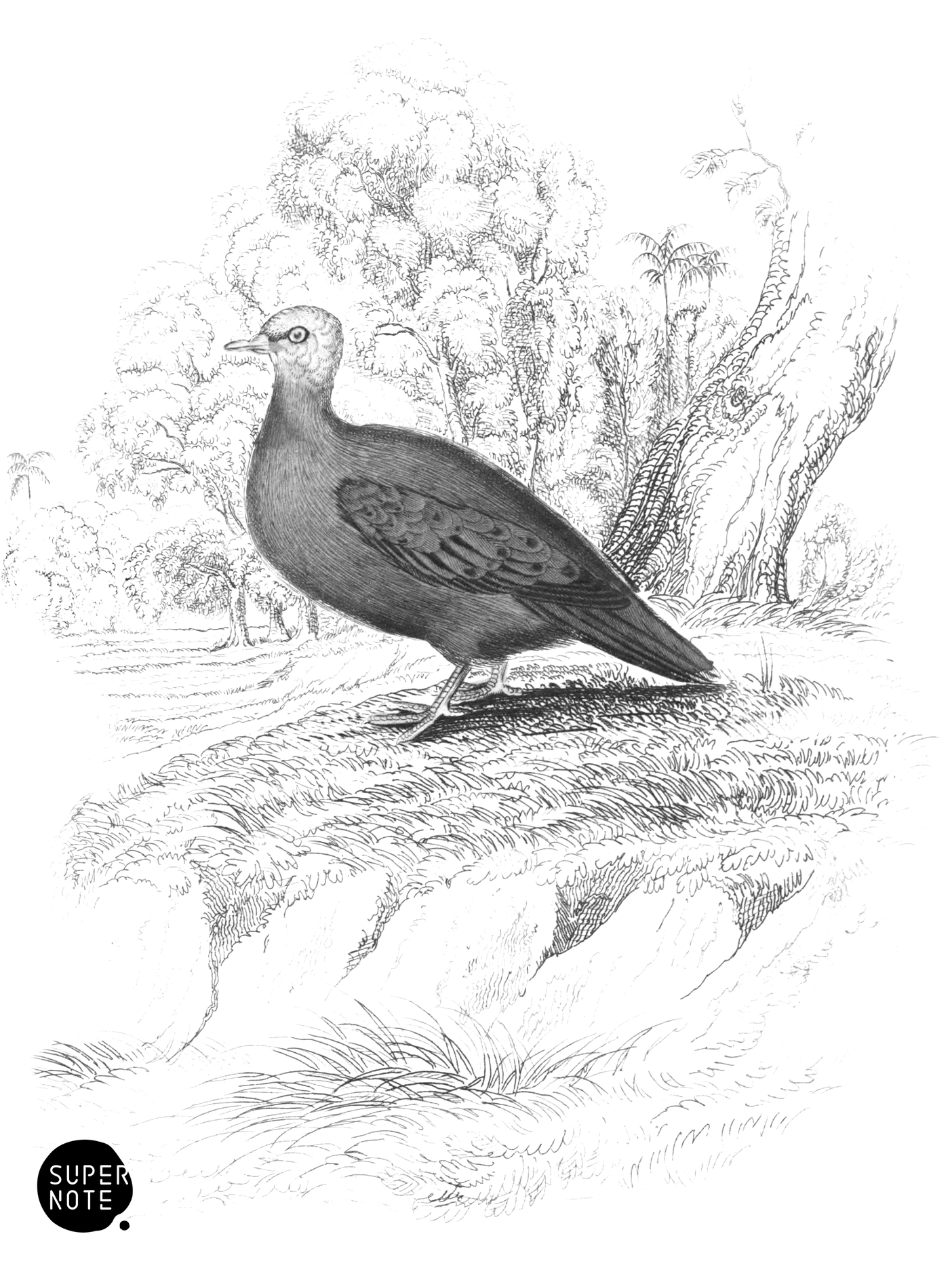 Ferruginous Ground Dove (vol-09 plate-22).png