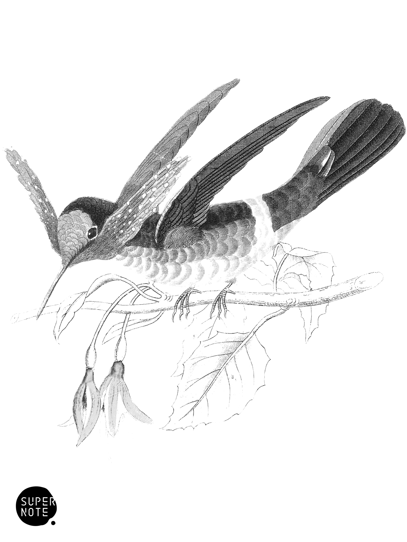 Festive Coquette Humming-Bird (vol-03 vignette).png