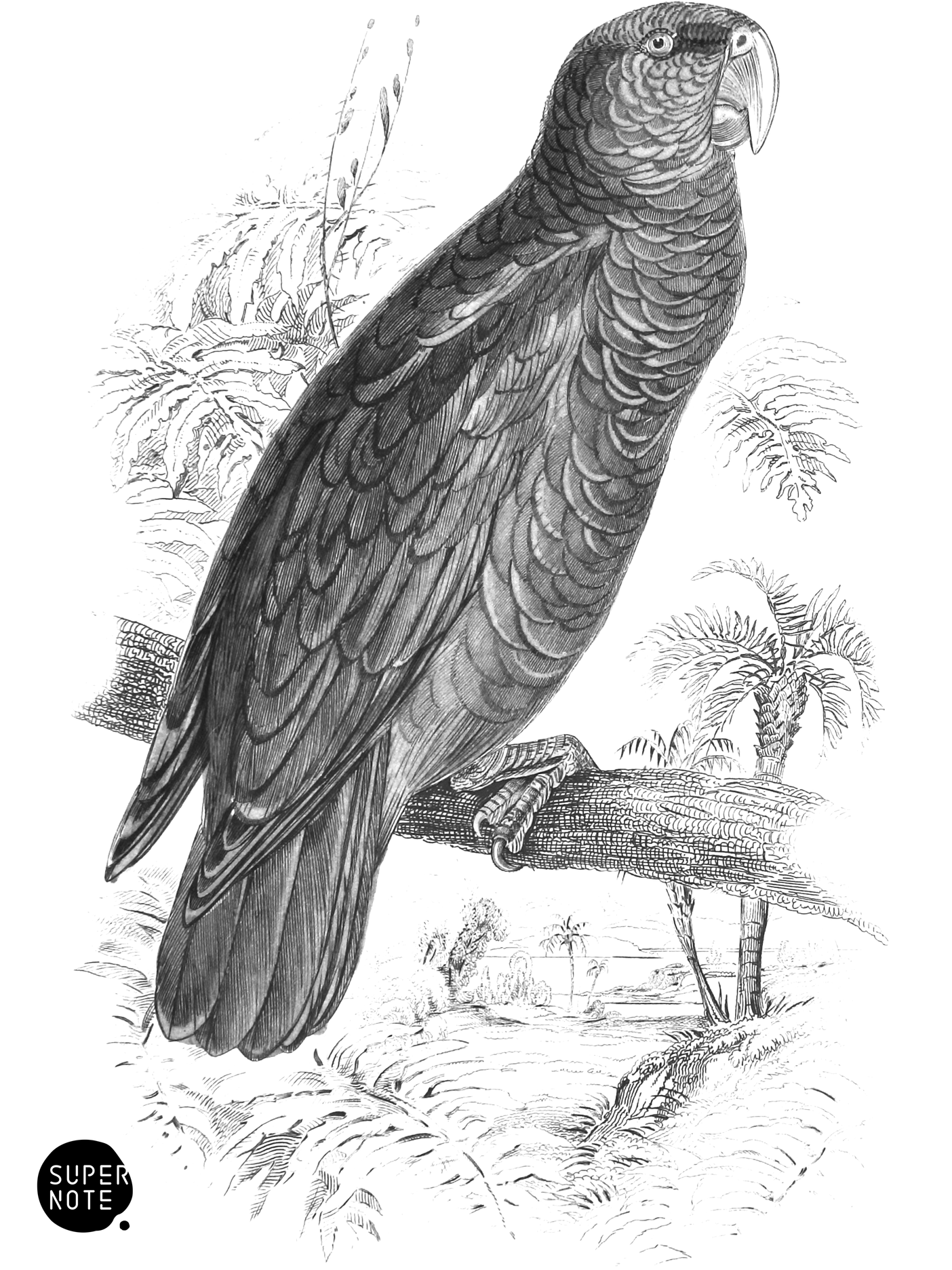 Festive Parrot (vol-15 plate-9).png
