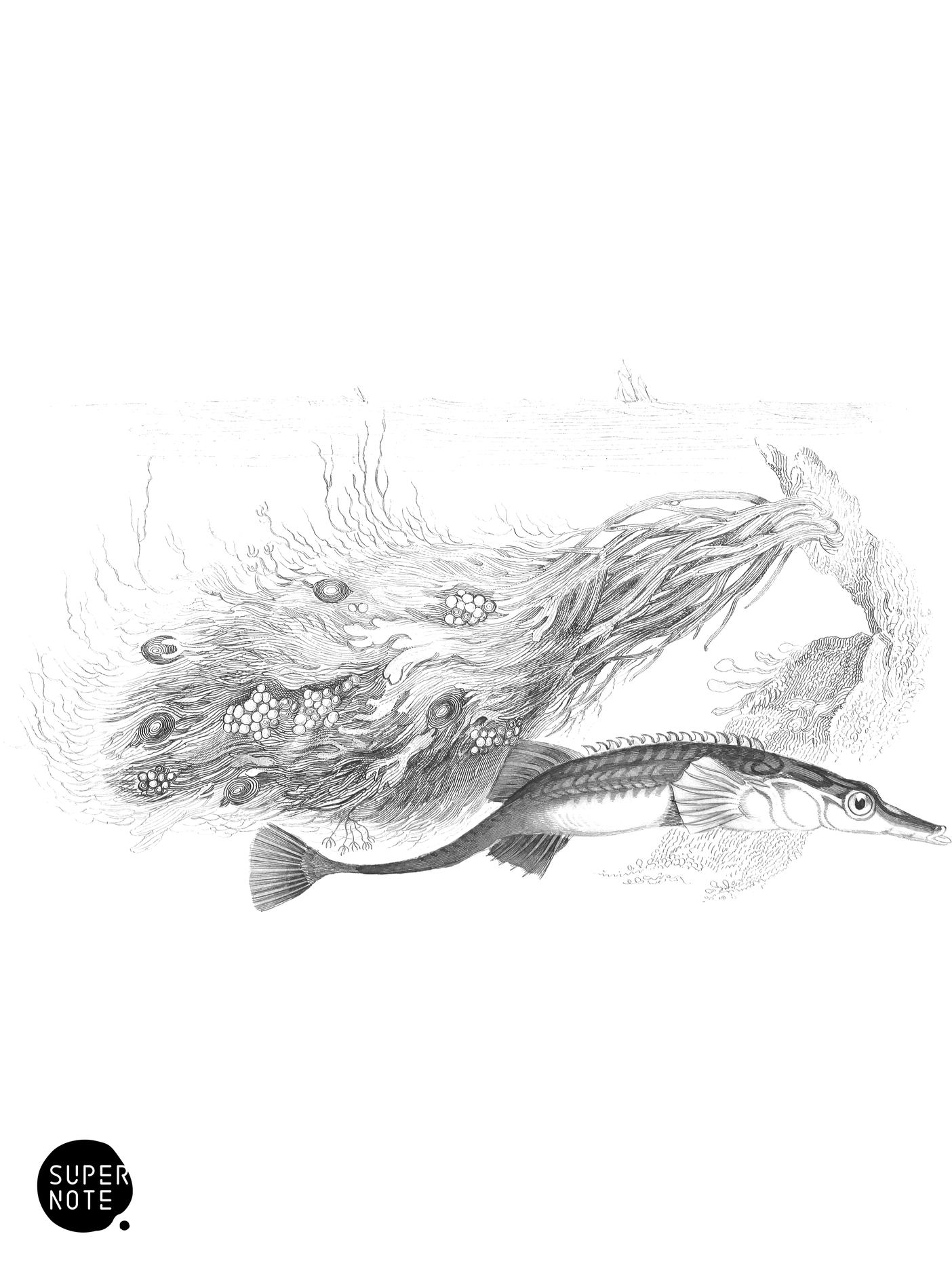 Fifteen-Spined Stickleback with Nest and Eggs (vol-37 plate-6).png