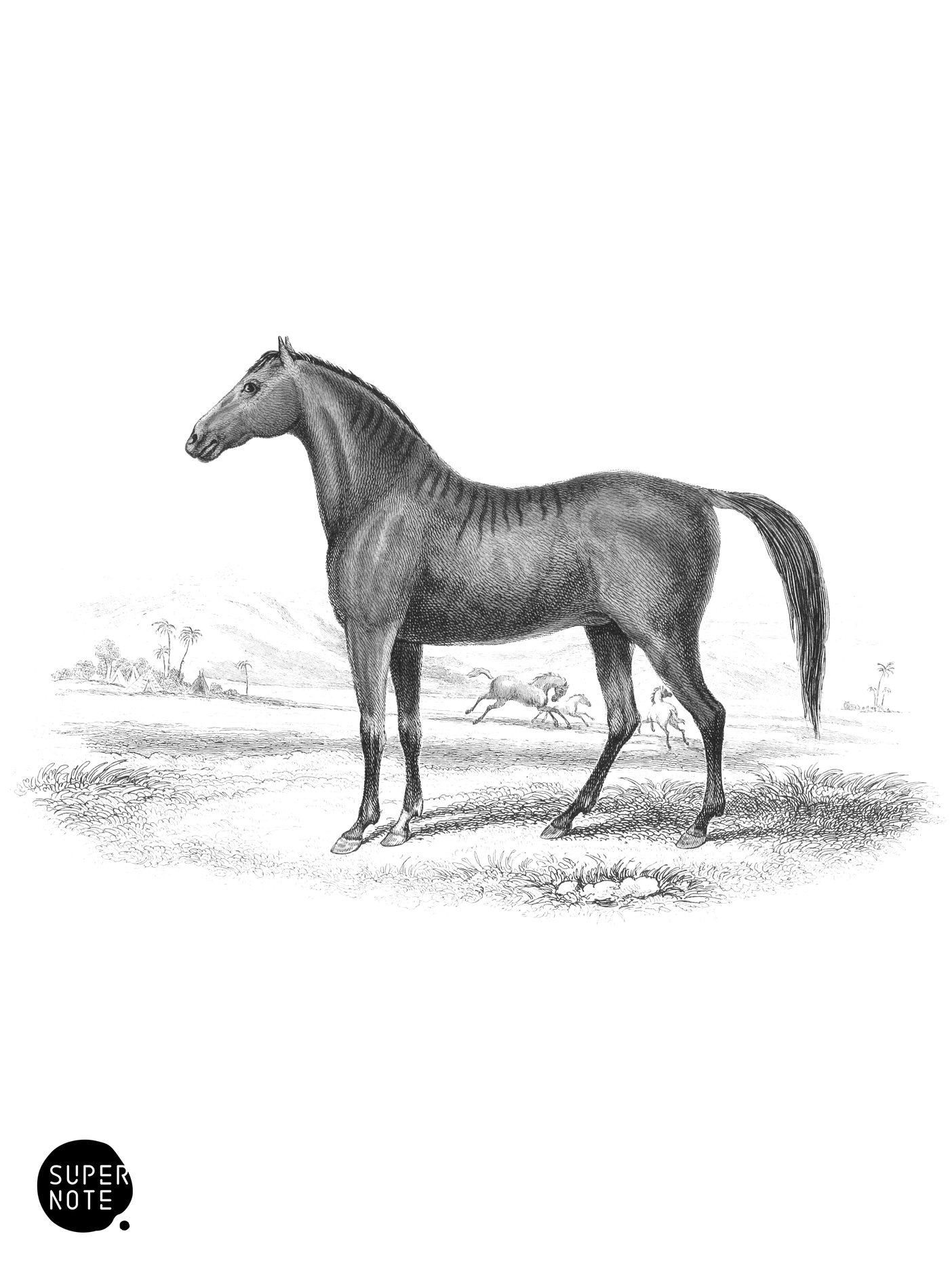 Filly, bearing marks of Quagga (vol-31 plate-26).png