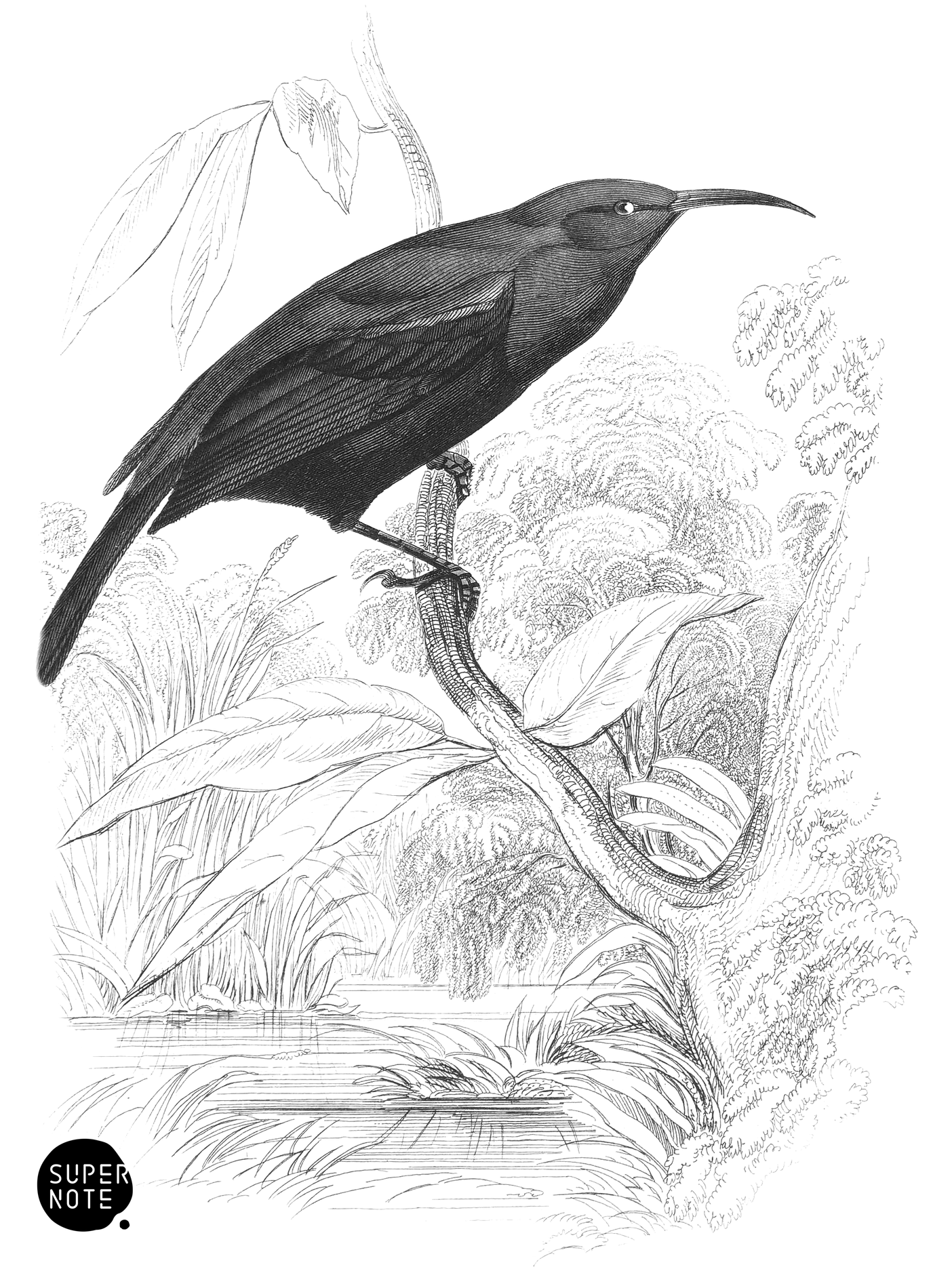 Fire-Backed Sunbird (vol-19 plate-15).png