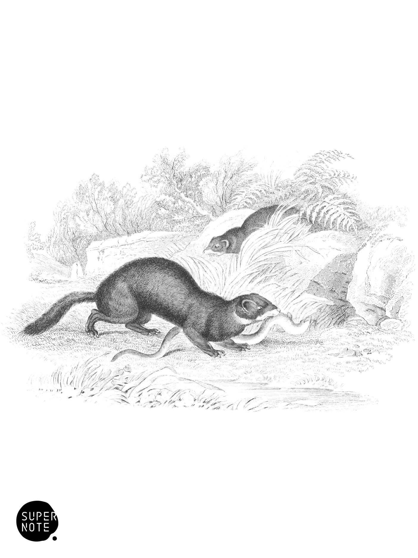 Fitchet, Foumart, or Polecat (vol-22 plate-10).png