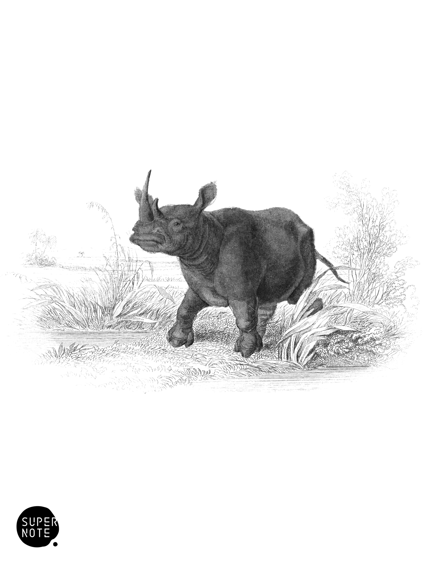 Flat-Nosed Rhinoceros (vol-13 plate-13).png