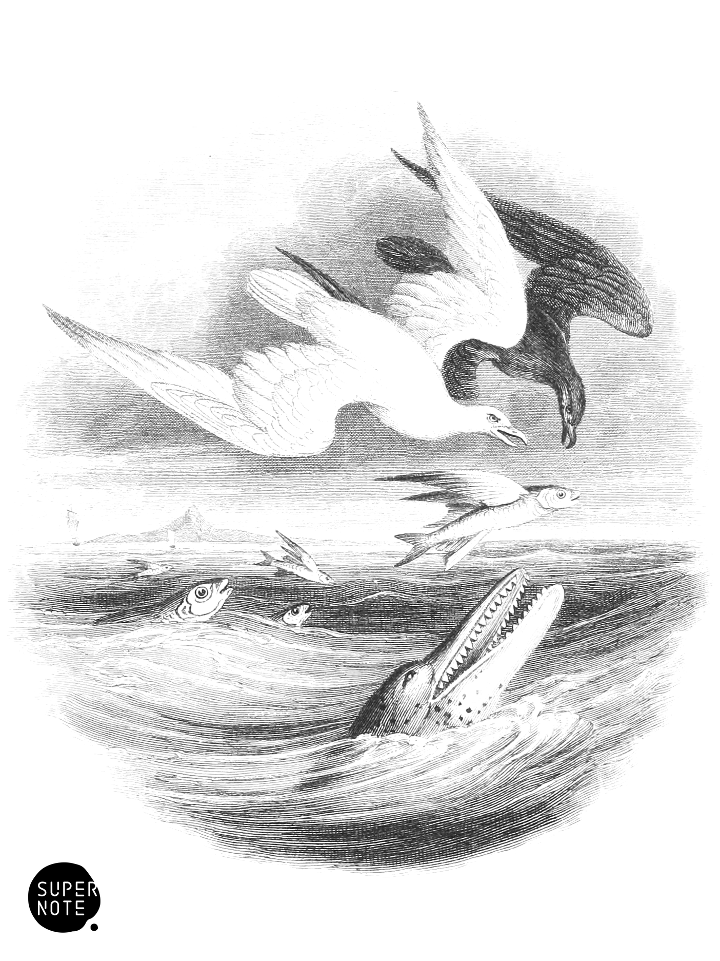 Flying Fish Hunted by Birds and Dolphin (vol-27 vignette).png