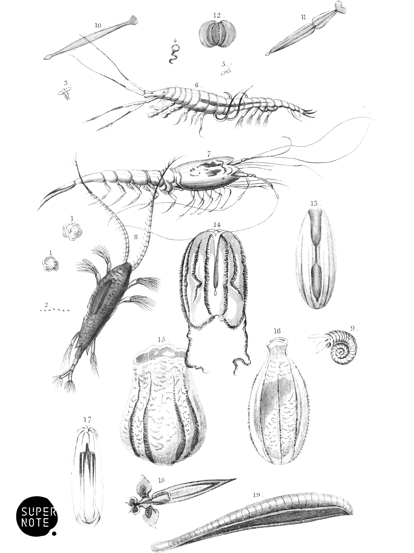 Food of the Whale (vol-16 plate-3).png