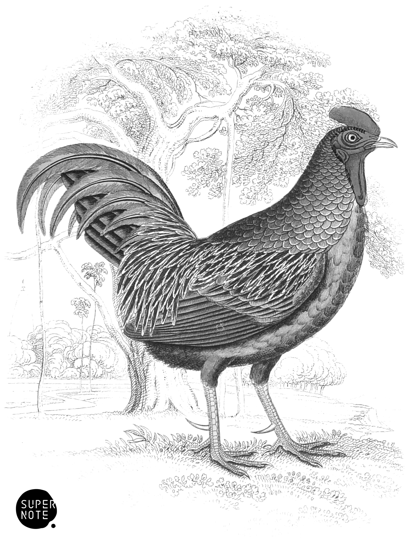 Fork-Tailed Cock (vol-05 plate-10).png