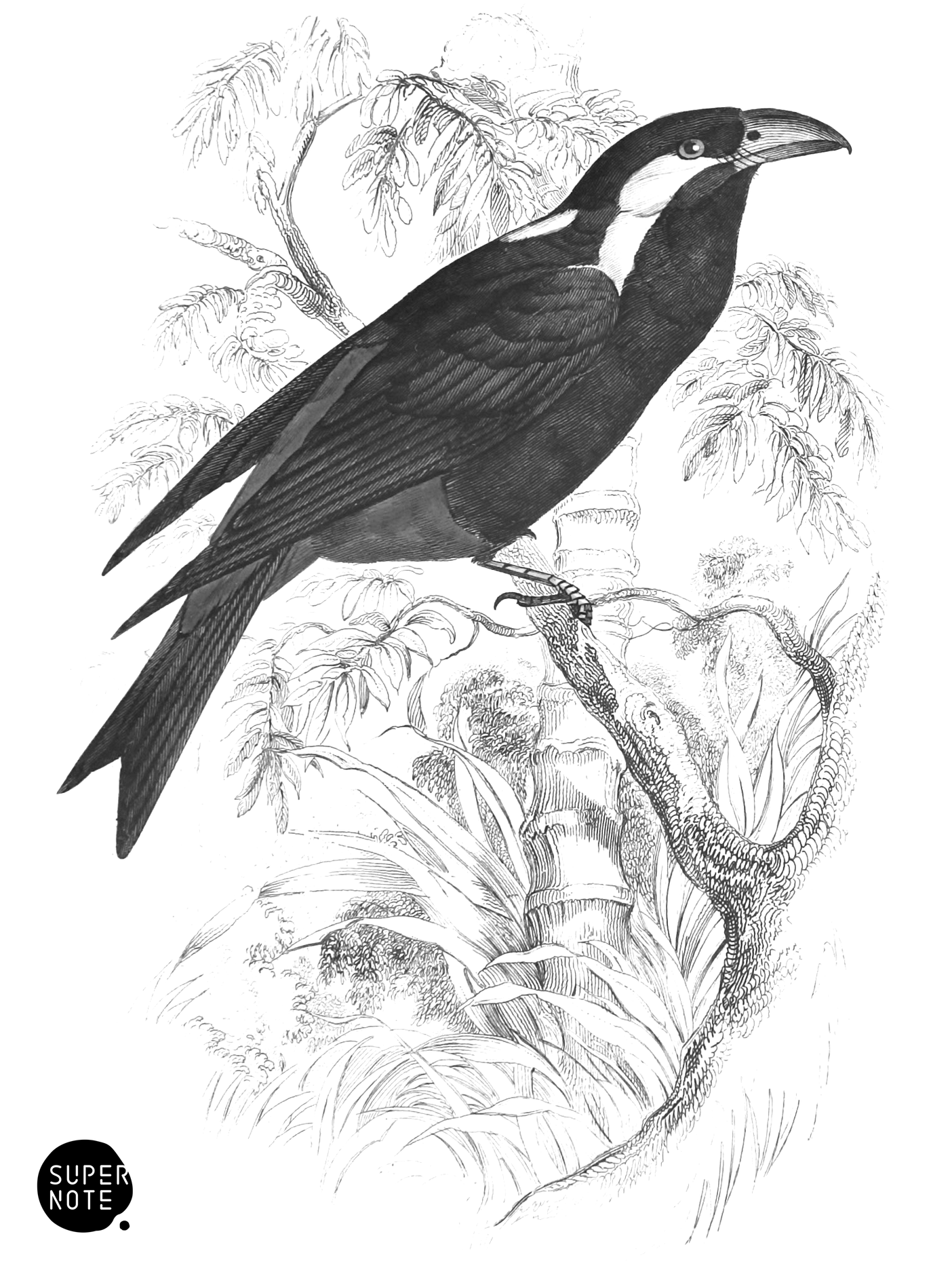 Fork-Tailed Gaper (vol-21 plate-31).png