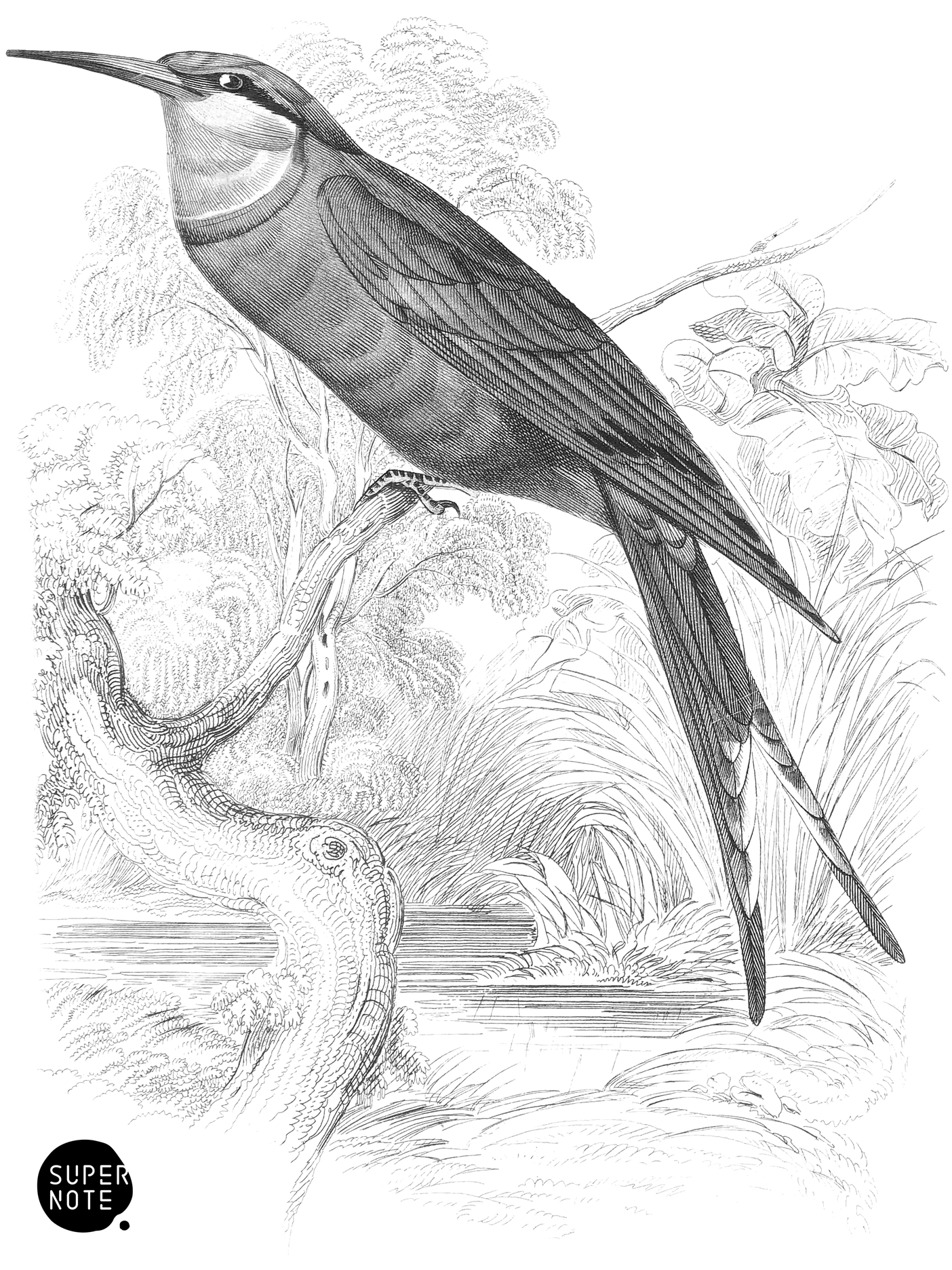 Fork-Tailed, Blue Vented Red Bee-Eater (vol-19 plate-10).png