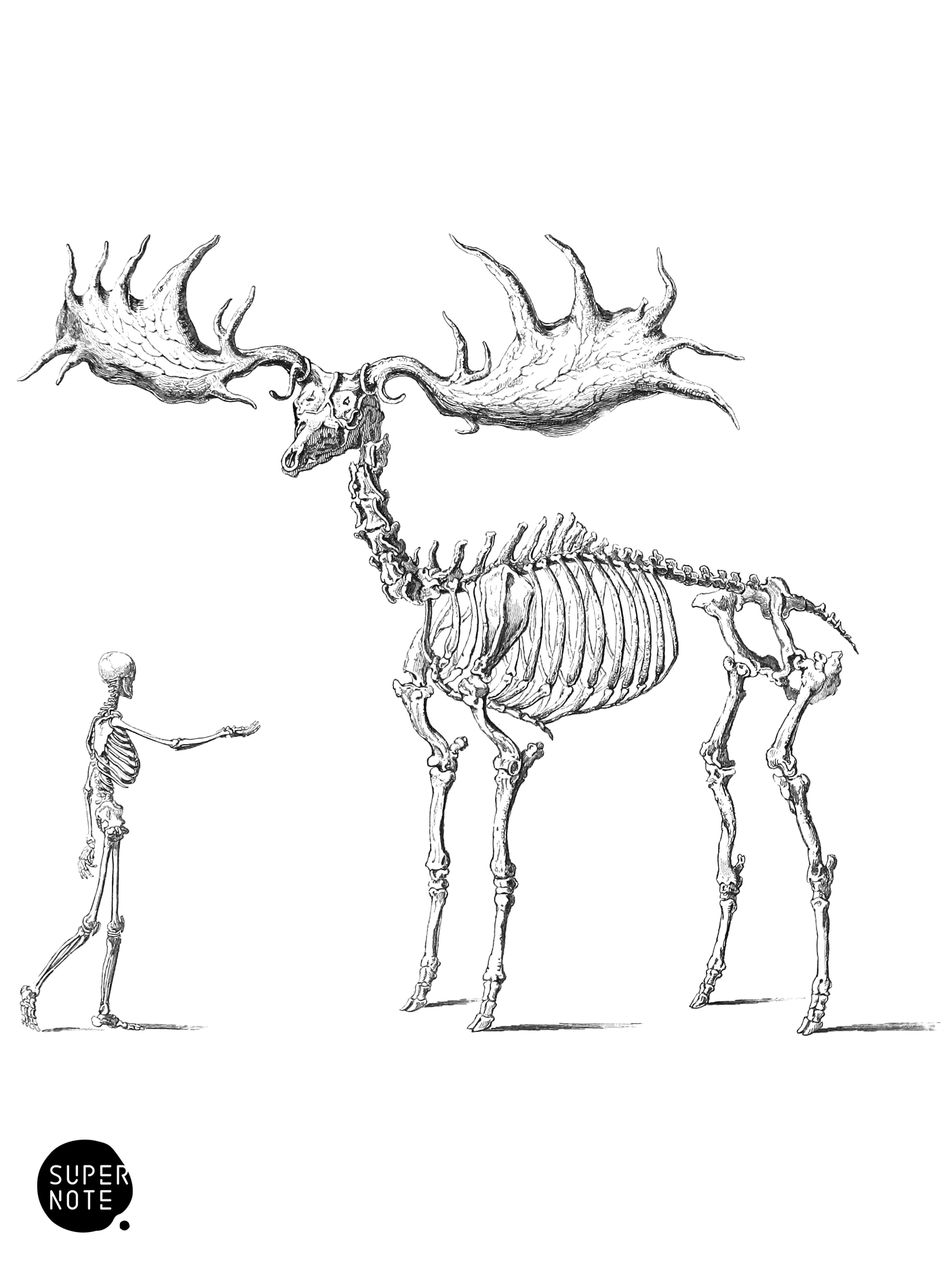 Fossil Elk (vol-11 plate-8).png