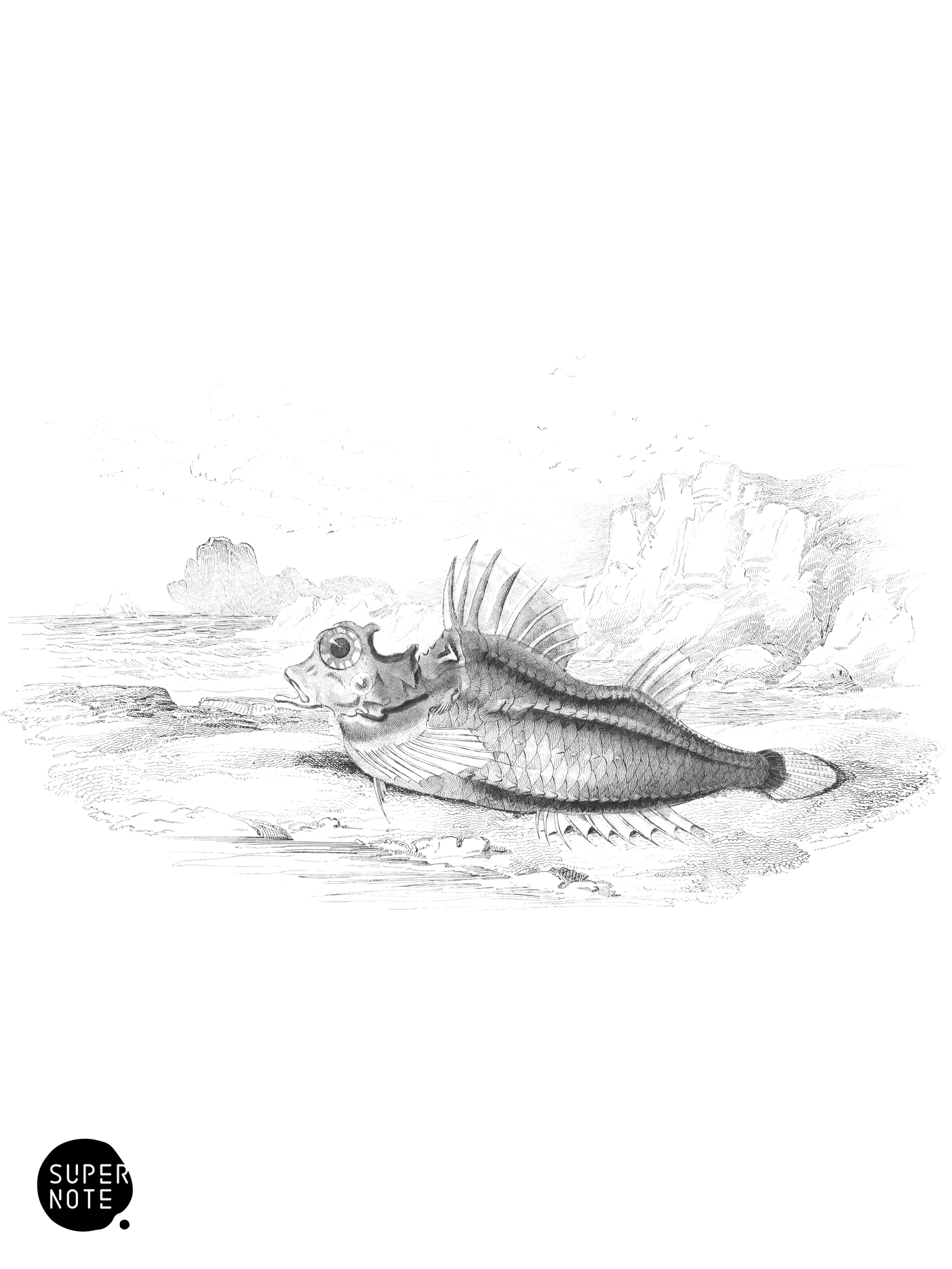 Four-Horned Aspidophorus (vol-27 plate-22).png