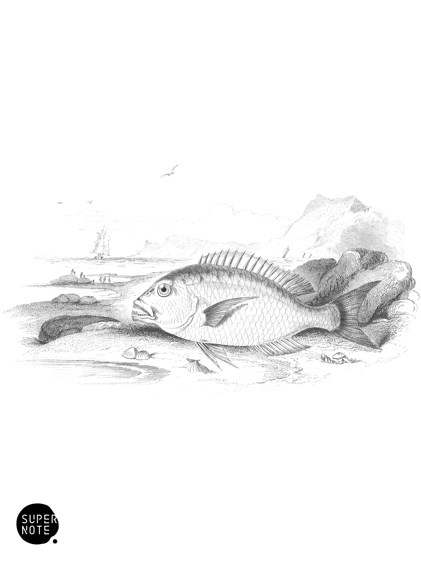 Four-Toothed Sparus (vol-37 plate-10).png
