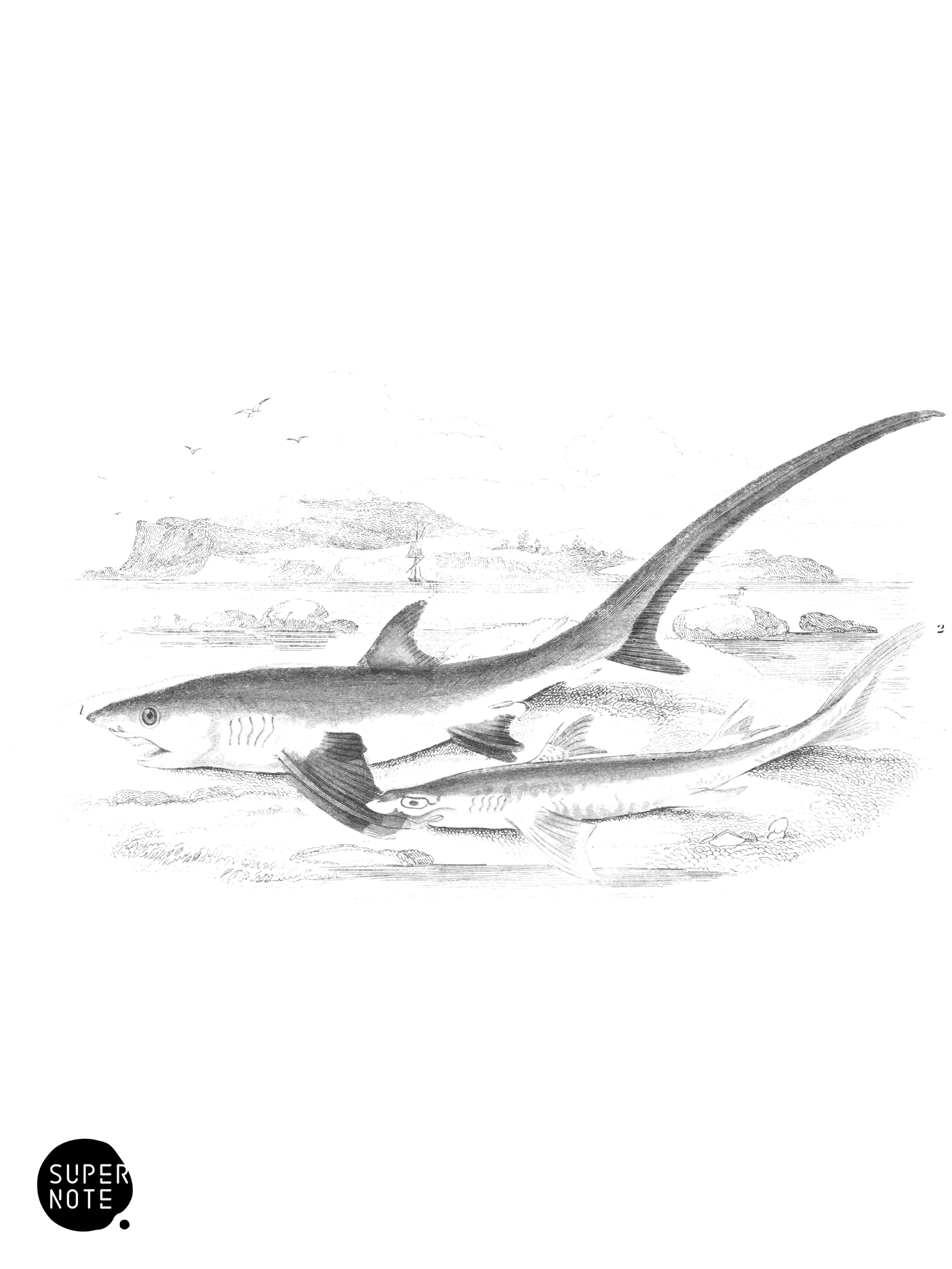 Fox-Shark, or Thresher & Picked Dog-Fish (vol-39 plate-27).png