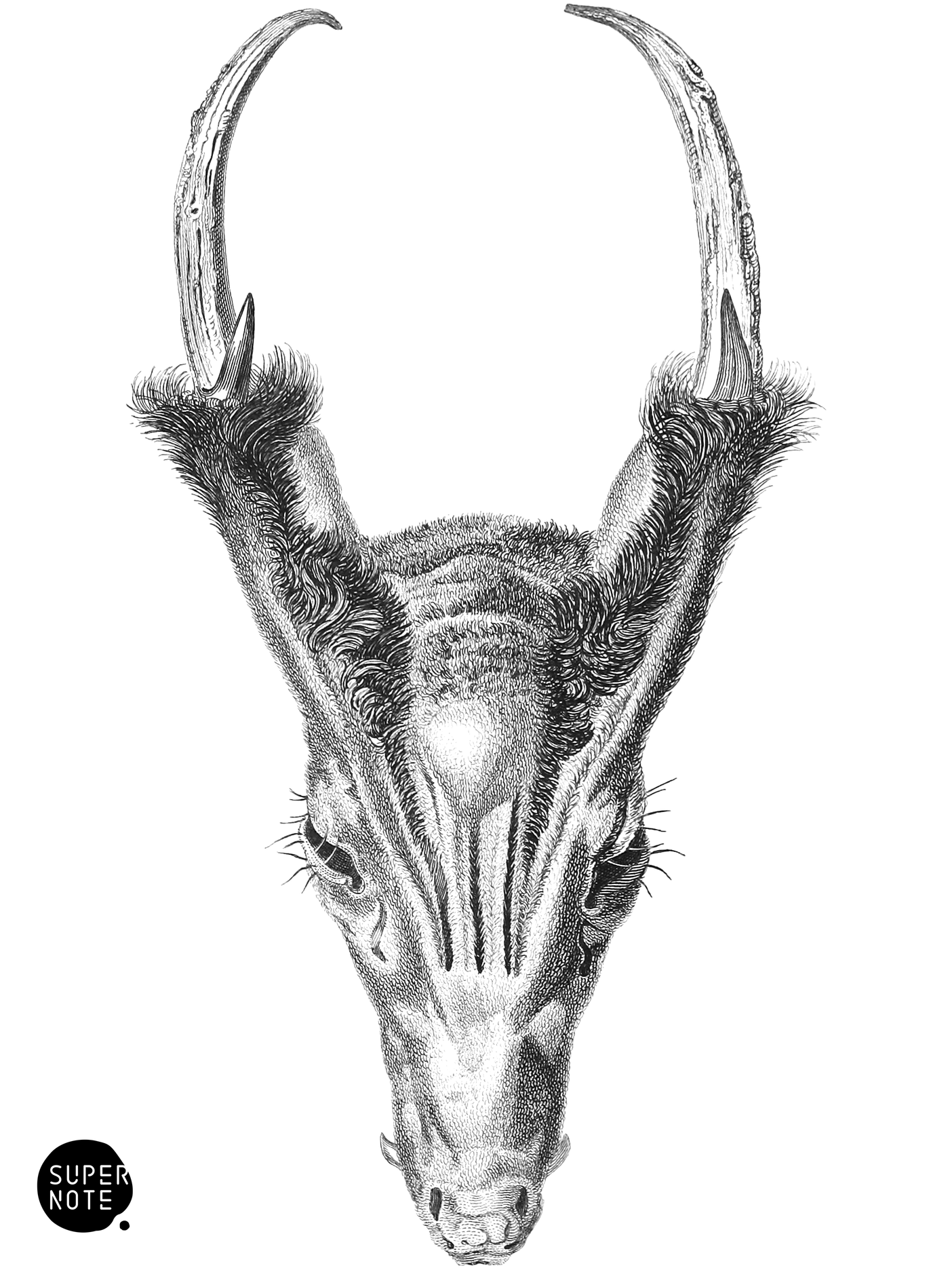Front View of the Head of the Muntjak (vol-11 plate-20).png
