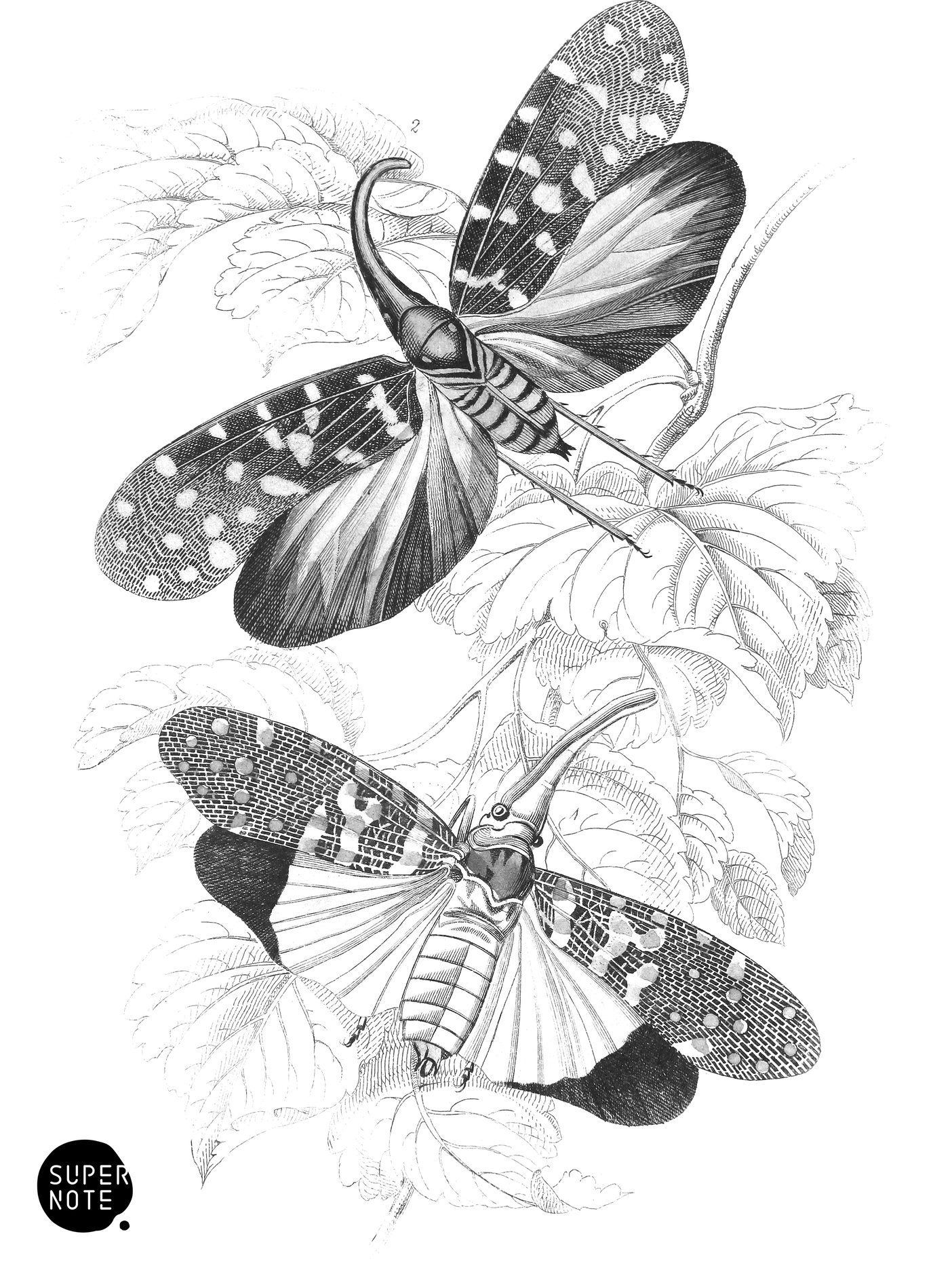 Fulgora Candelaria & F. Maculata (vol-29 plate-23).png