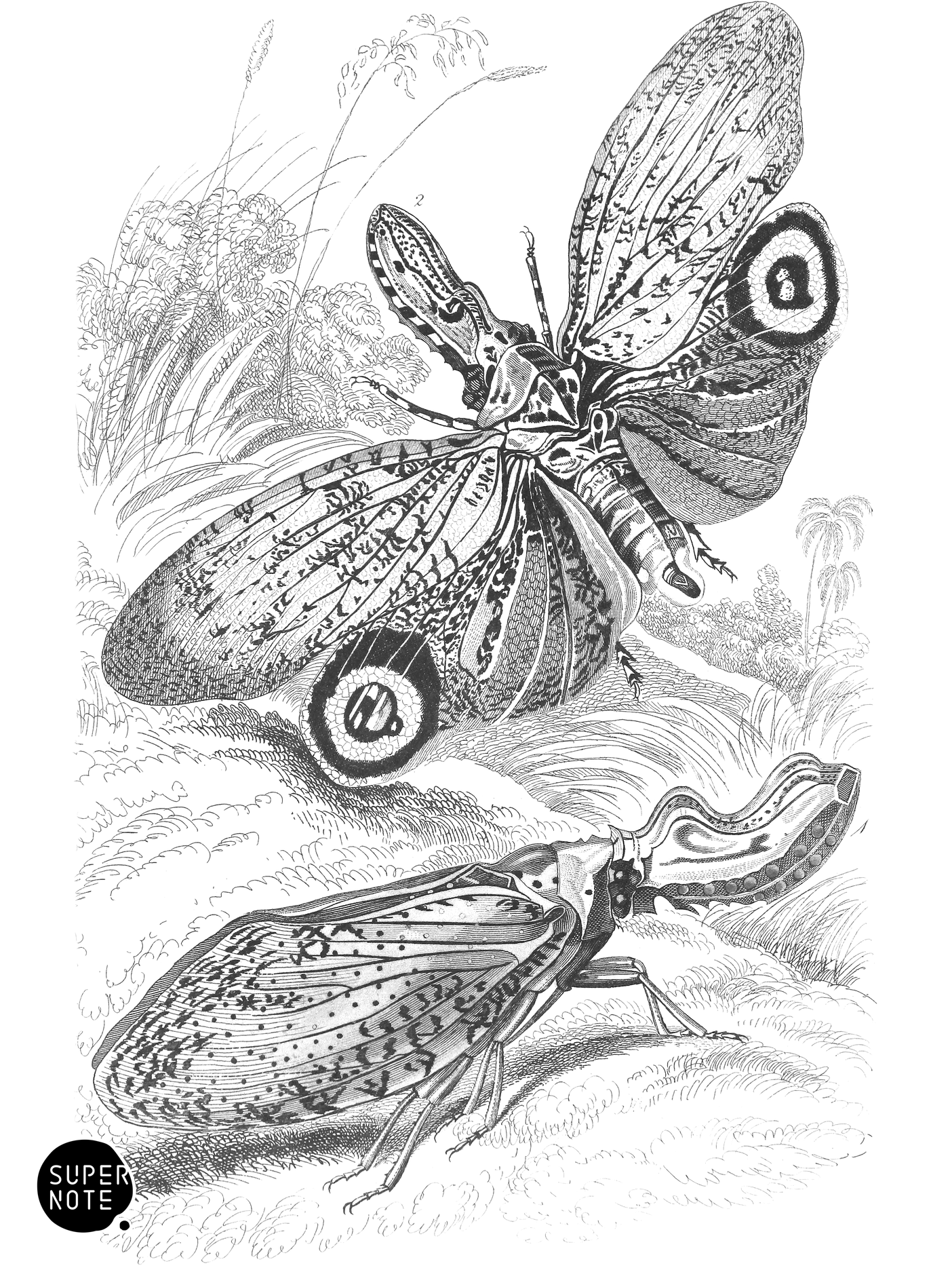 Fulgora Laternaria & F. Castresii (vol-29 plate-22).png