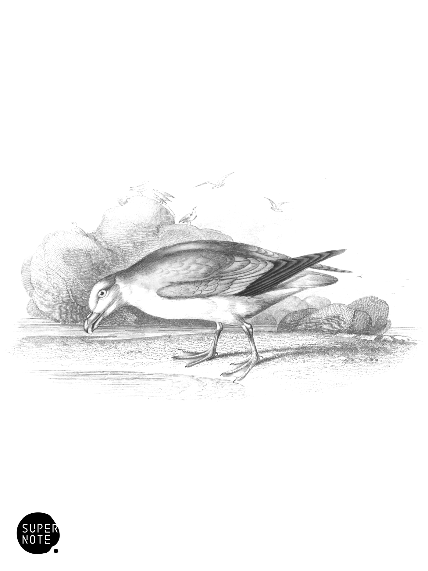 Fulmar (vol-40 plate-29).png