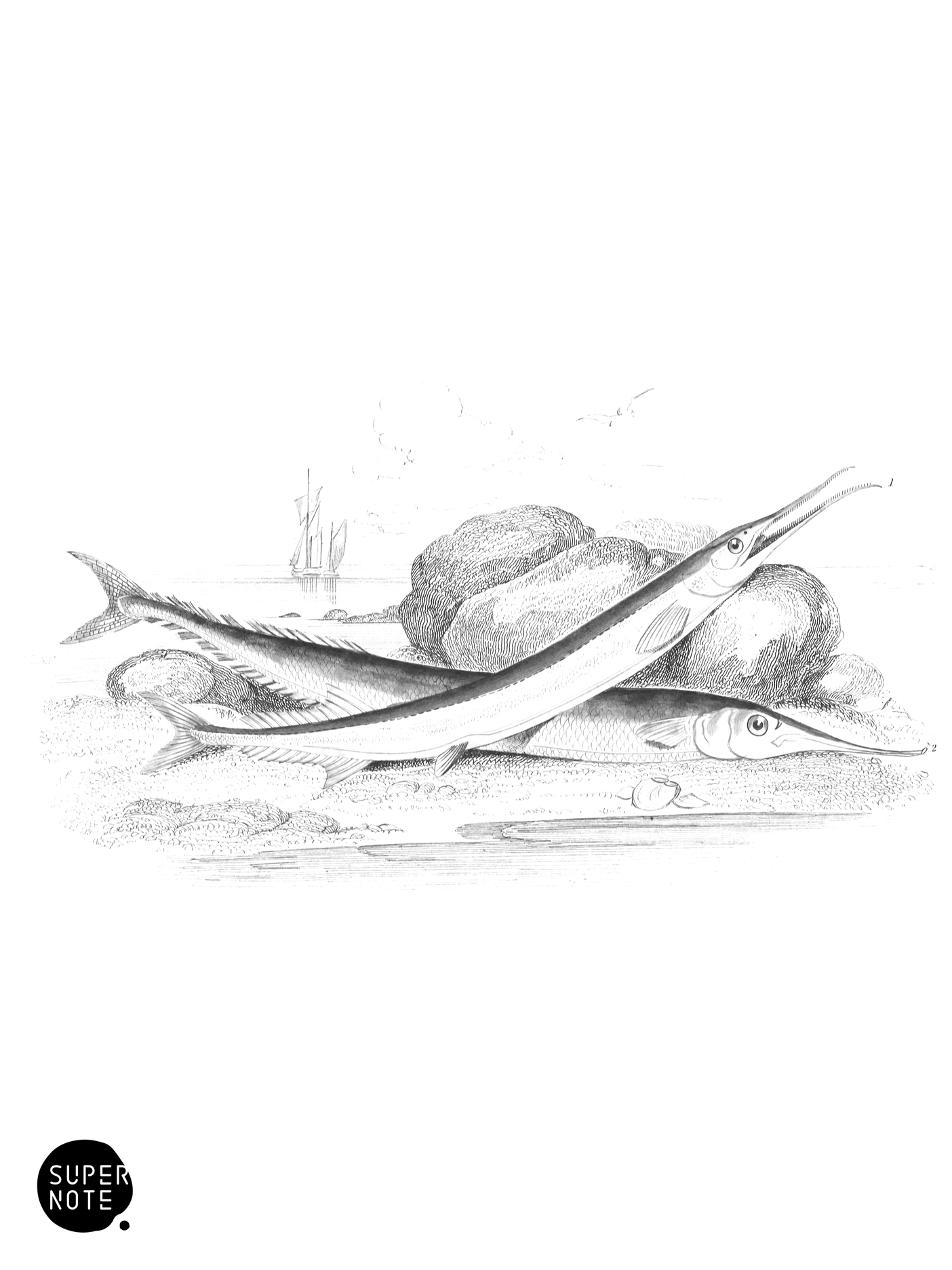 Gar-Fish & Saury-Pike, or Skipper (vol-37 plate-29).png