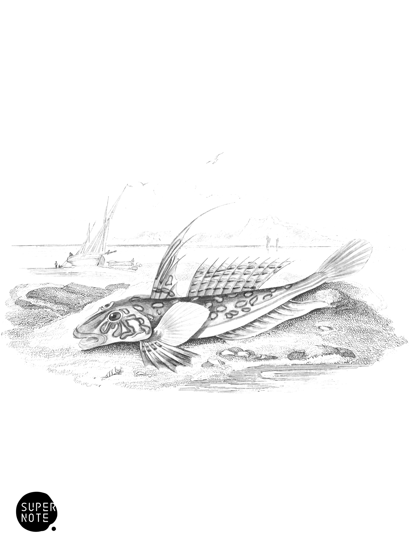 Gemmous Dragonet (vol-37 plate-20).png