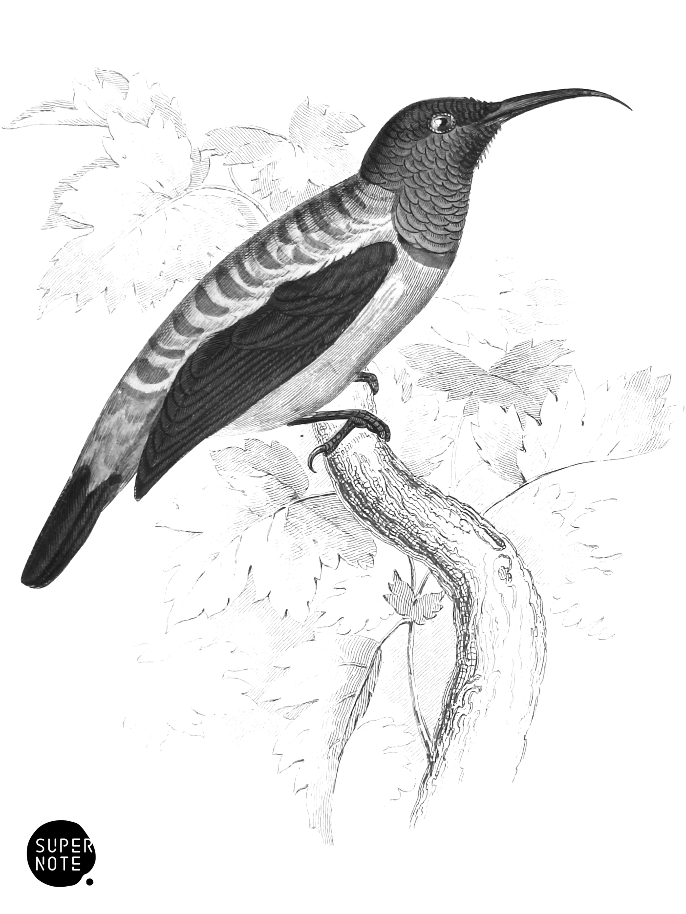 General Loten’s Sun-Bird (vol-36 plate-23).png
