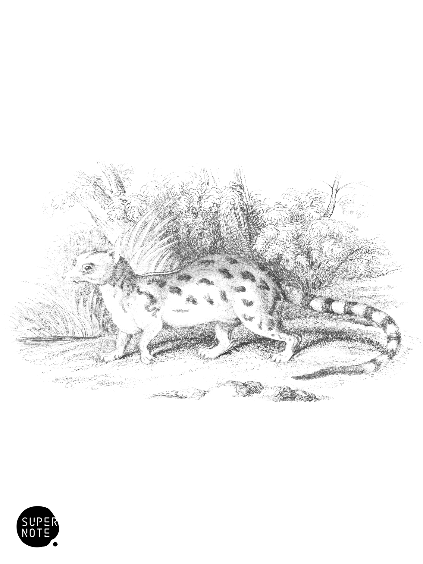 Genetta tigrina- (vol-35 plate-8).png
