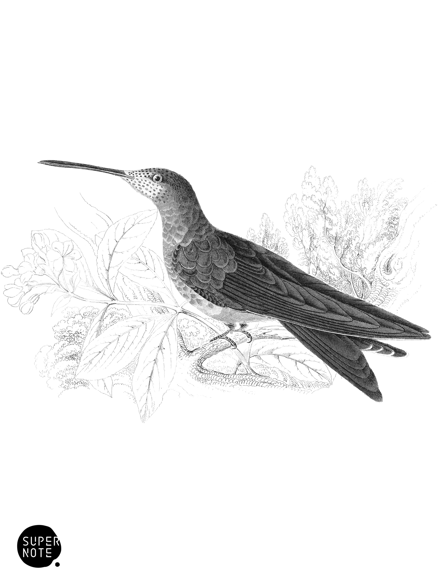 Gigantic Humming-Bird (vol-03 plate-3).png