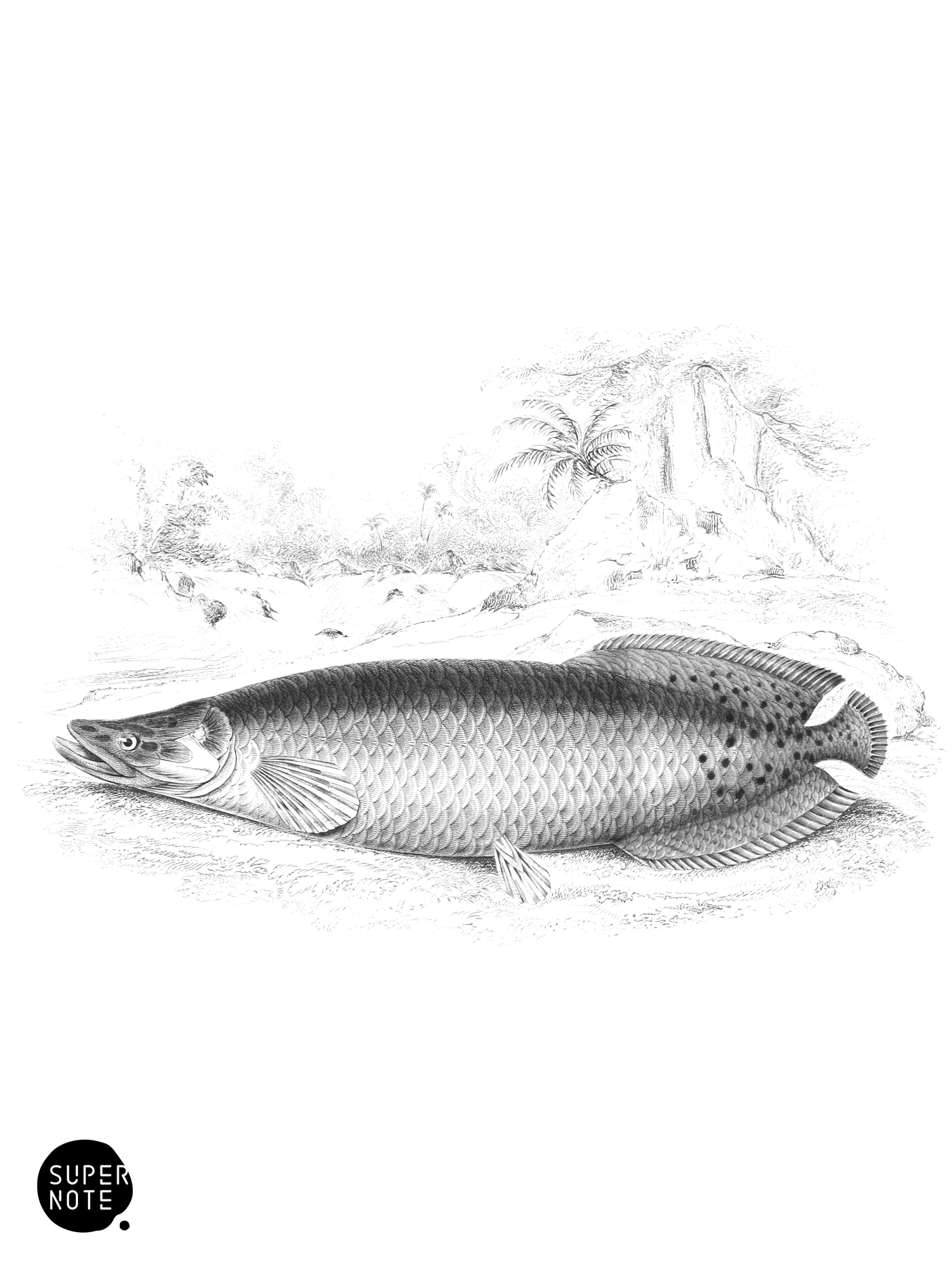Gigantic Sudis (vol-32 plate-11).png