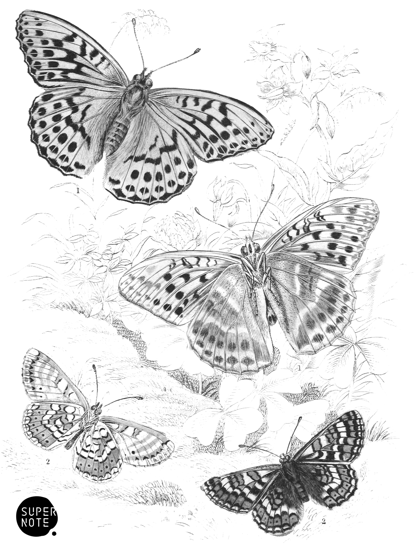 Glanville & Silver-Washed Fritillaries (vol-10 plate-14).png