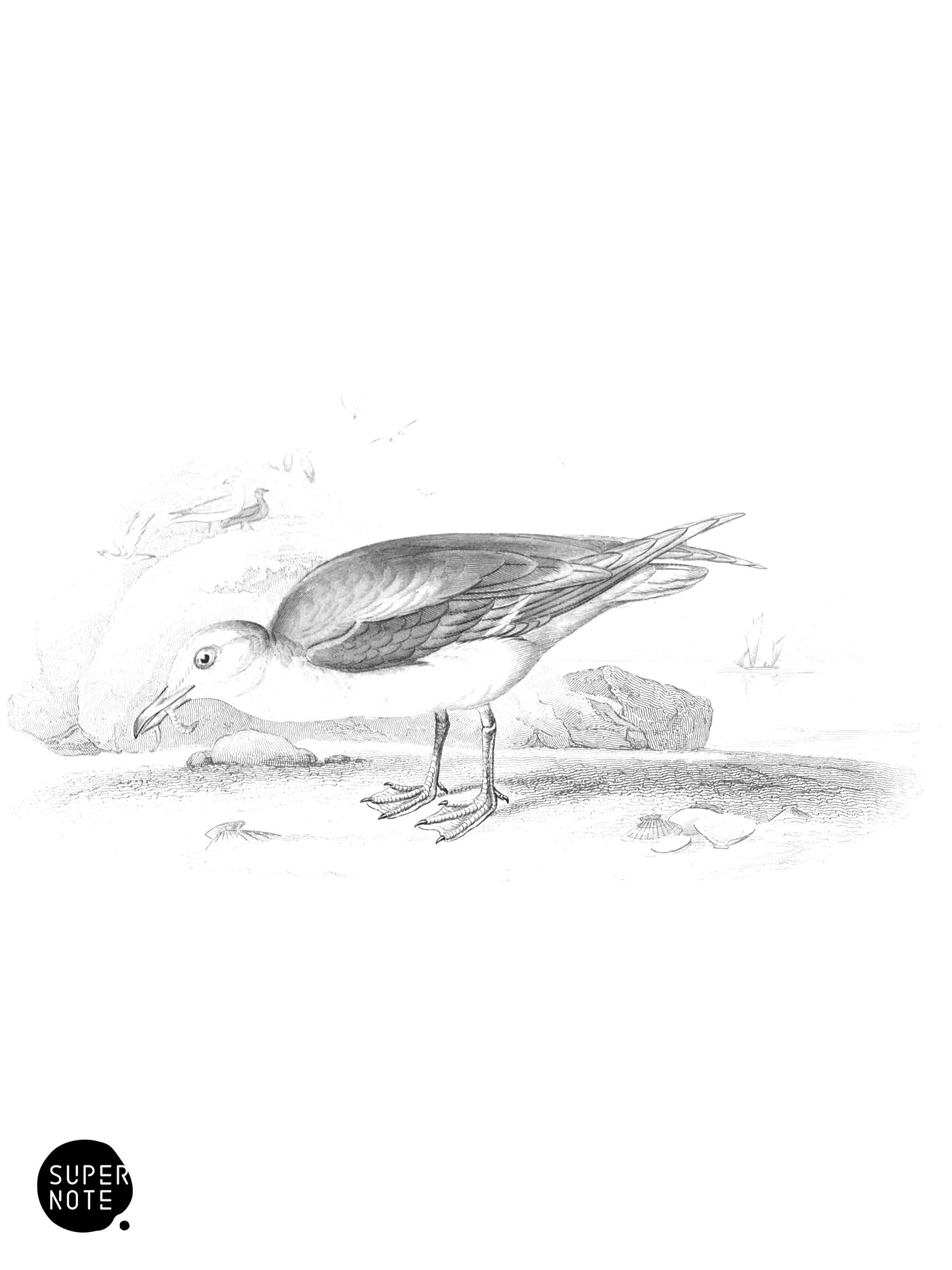 Glaucous Gull (vol-40 plate-27).png