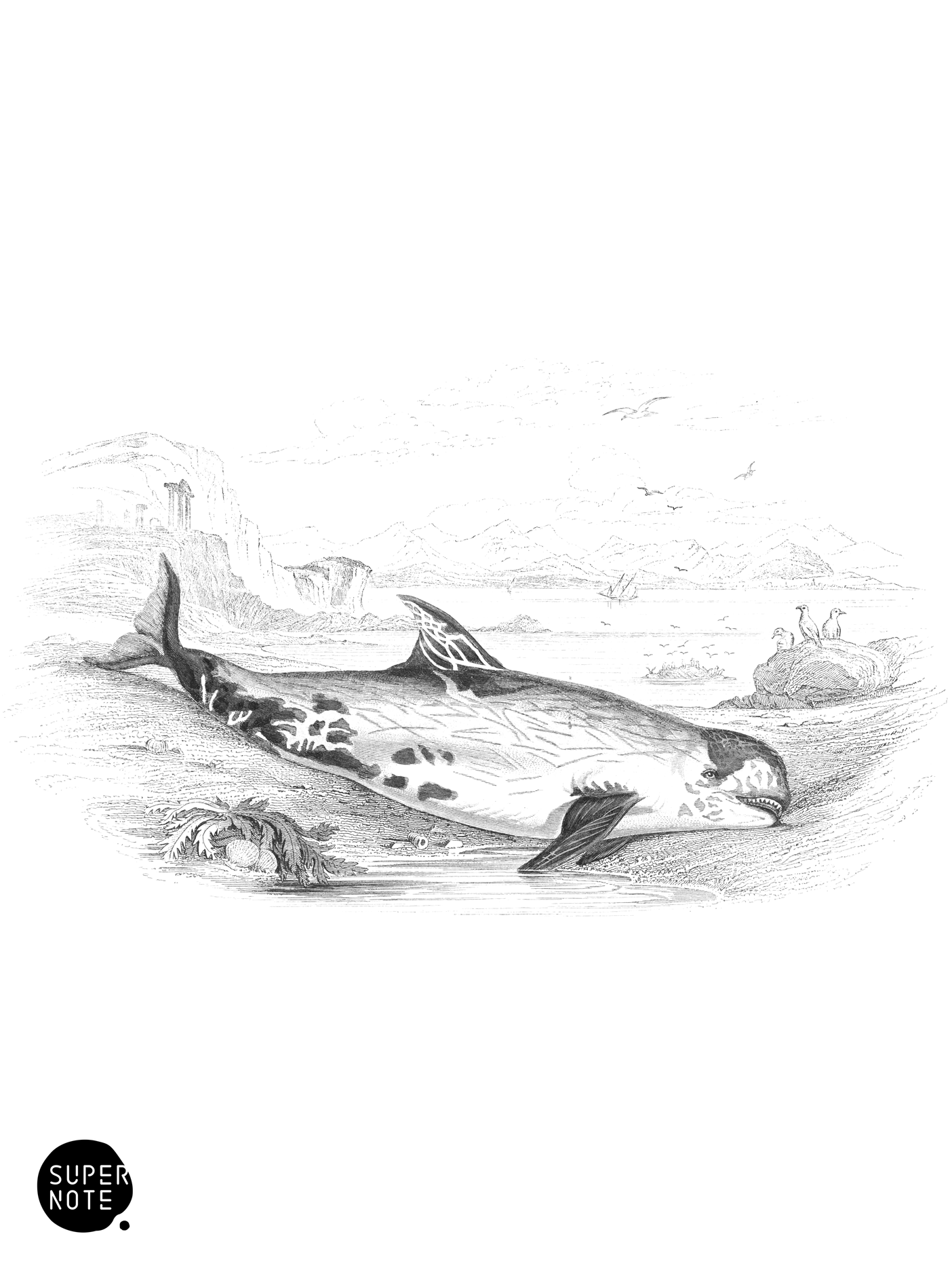 Globicephalus Whale (vol-16 plate-18).png