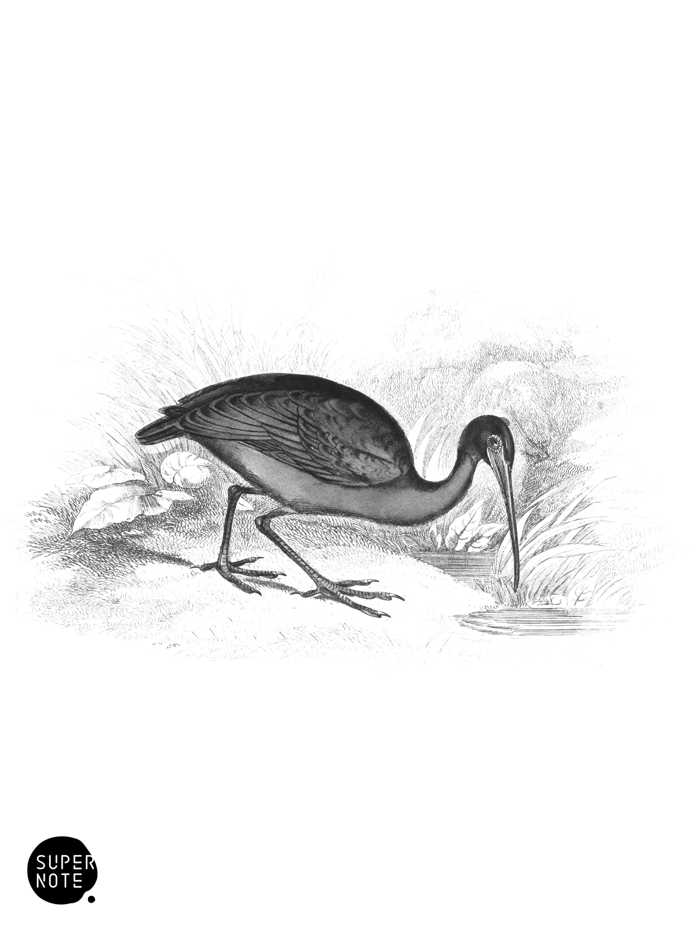 Glossy Ibis (vol-34 plate-10).png