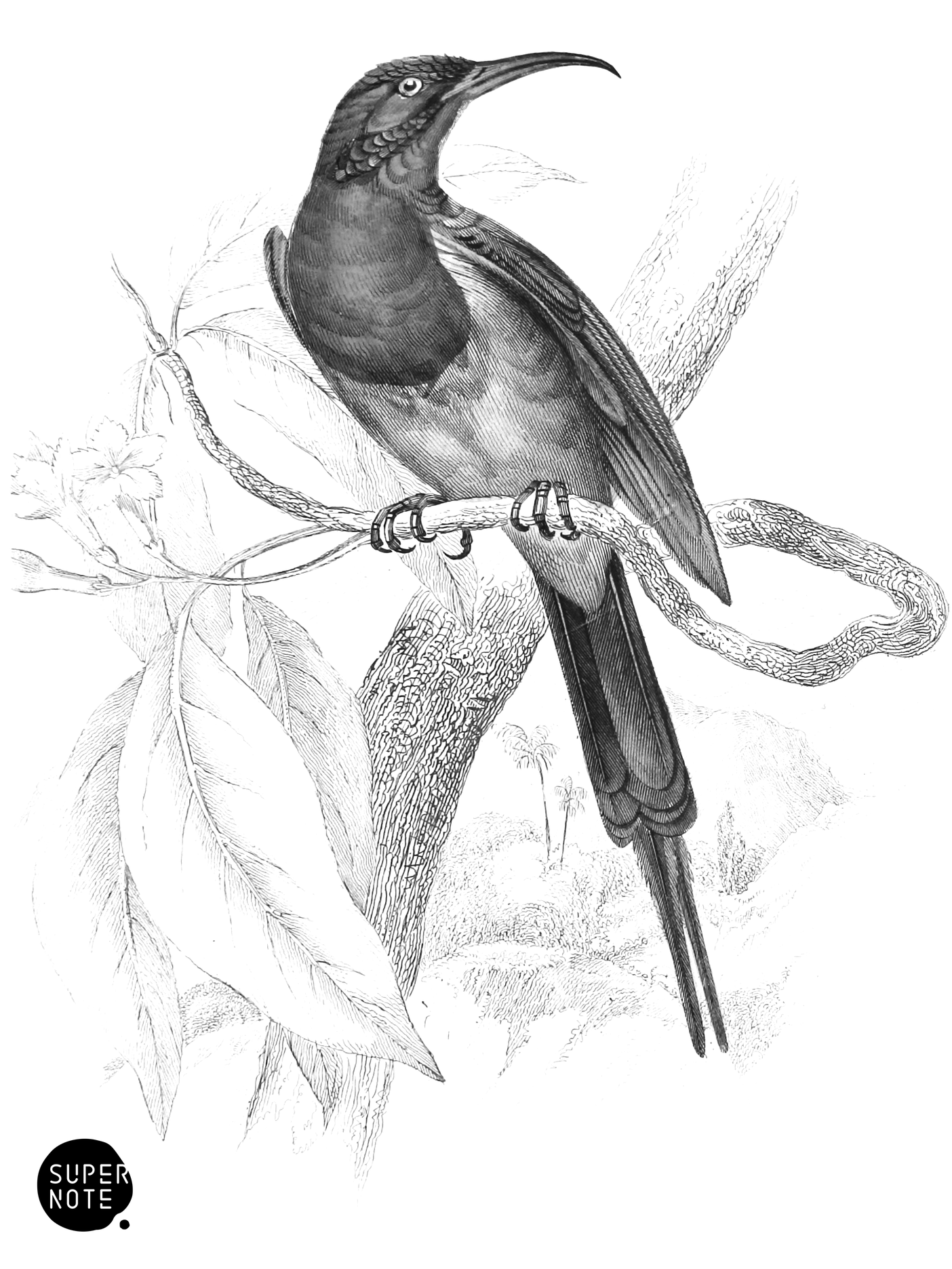 Goalparah Sun-Bird (vol-36 plate-26).png