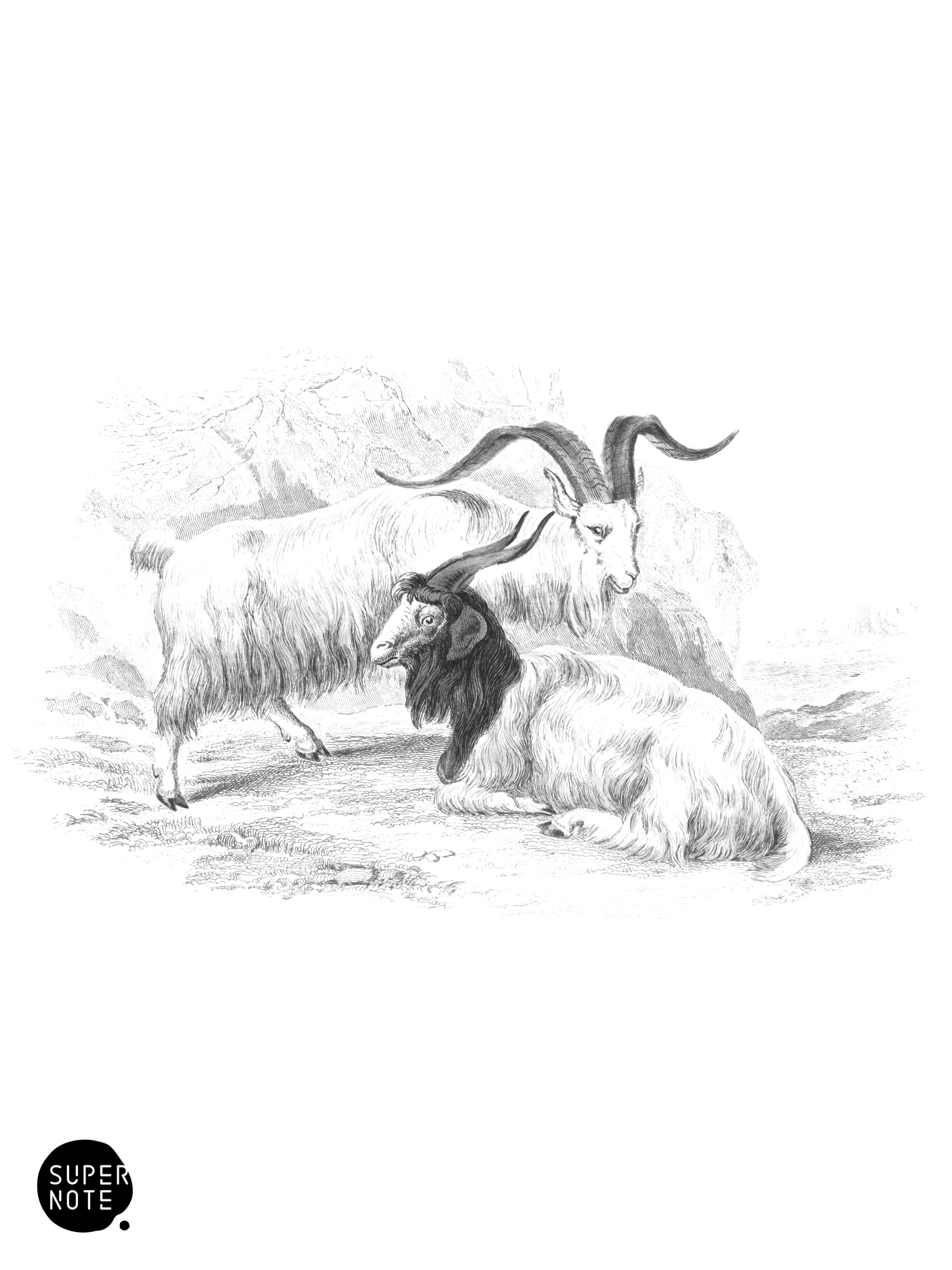 Goat of Cashmere (vol-12 plate-9).png