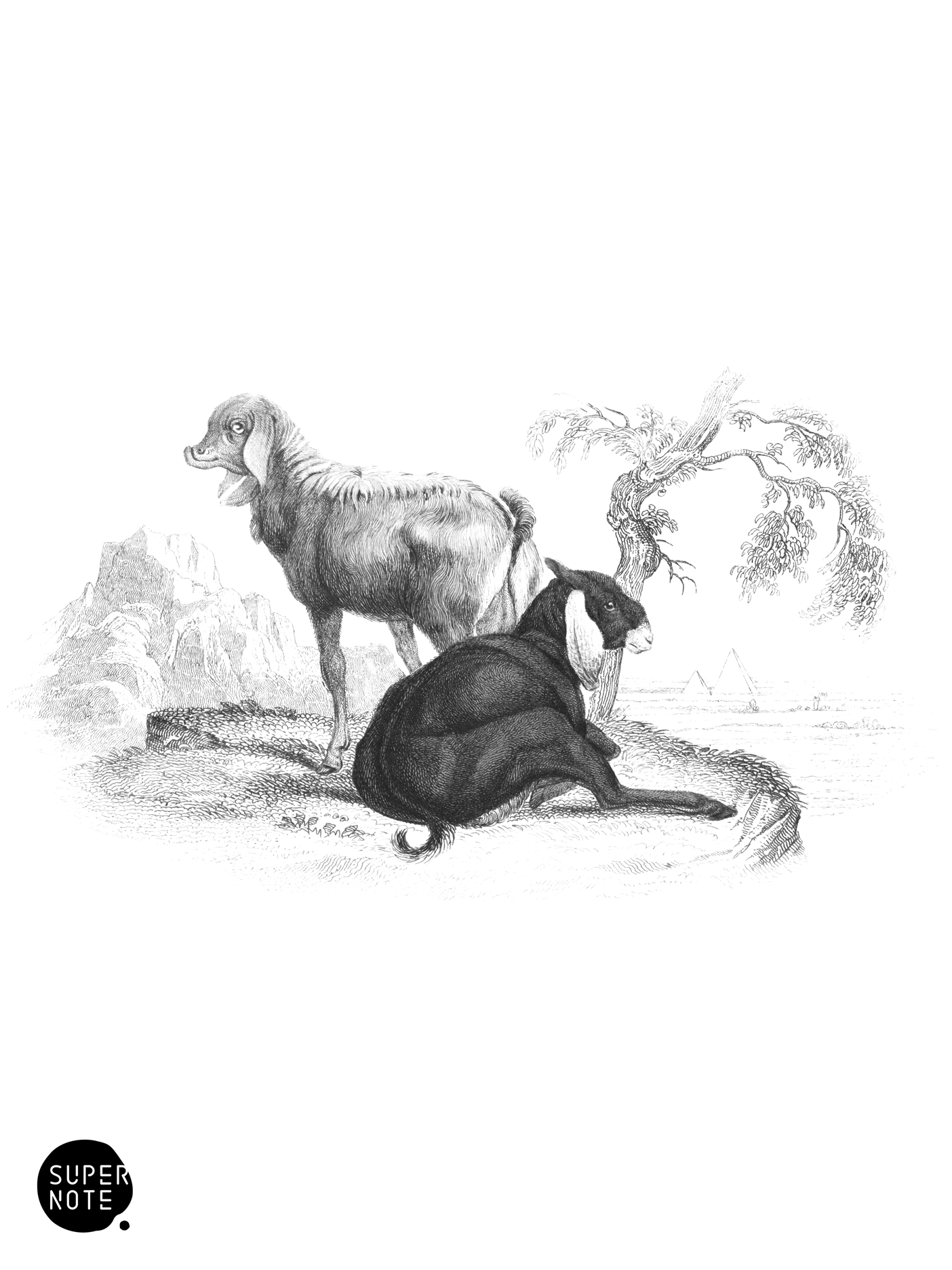 Goats of Nepaul & Upper Egypt (vol-12 plate-10).png