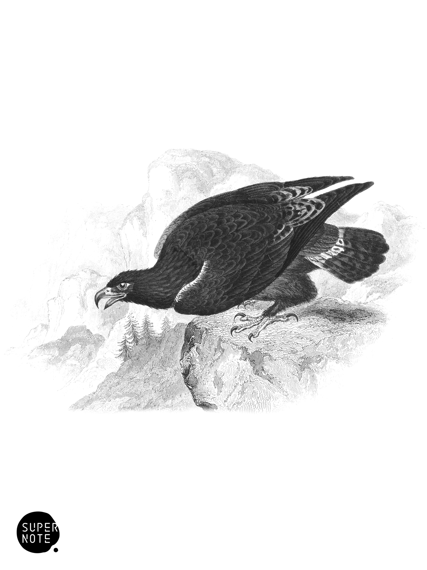 Golden Eagle (vol-20 plate-12).png
