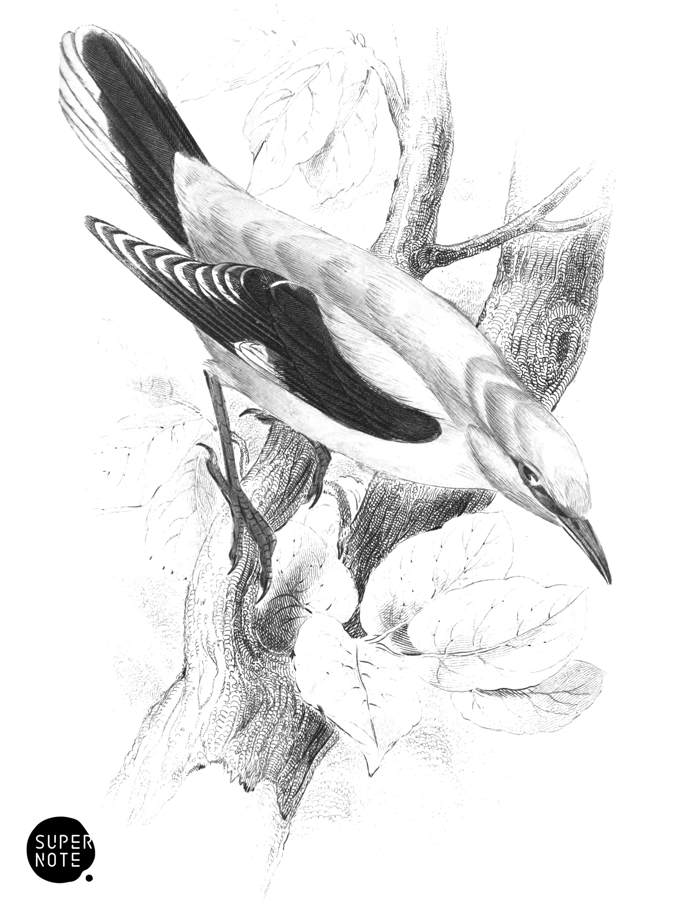 Golden Oriole (vol-24 plate-4).png