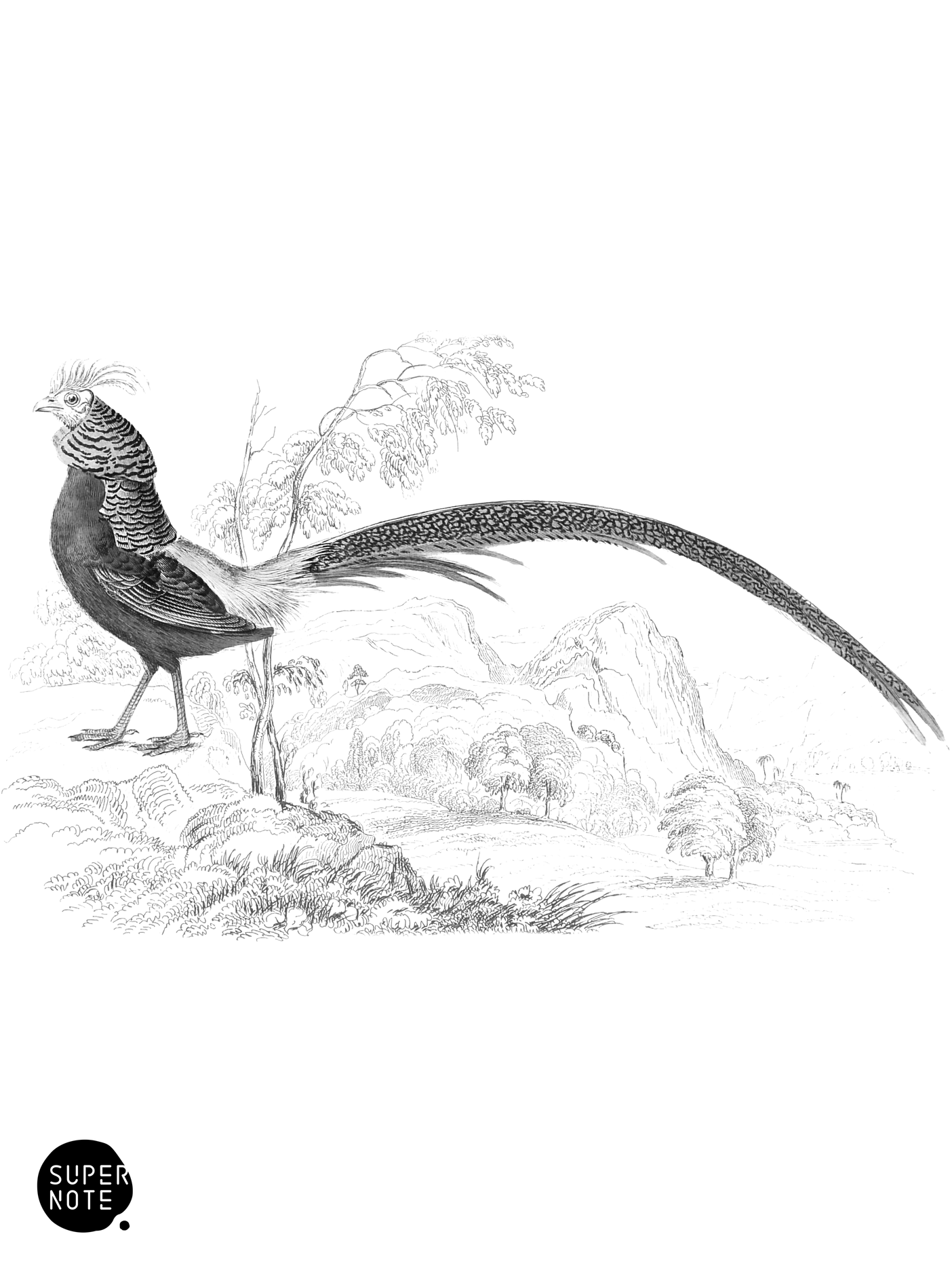 Golden Pheasant (vol-05 plate-18-star).png