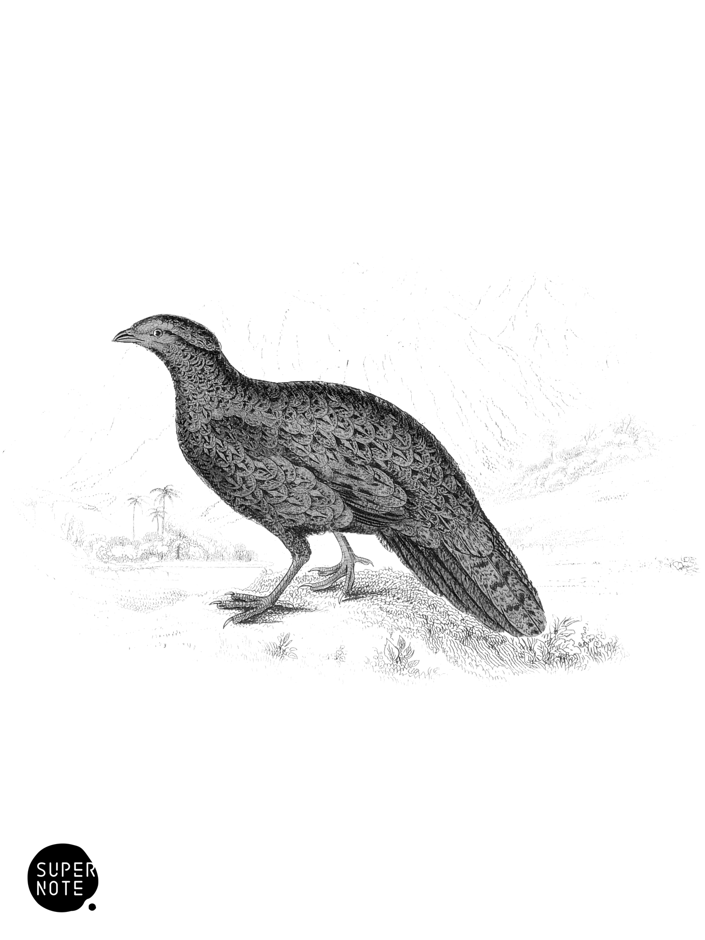 Golden-Breasted Tragopan (Female) (vol-05 plate-26).png