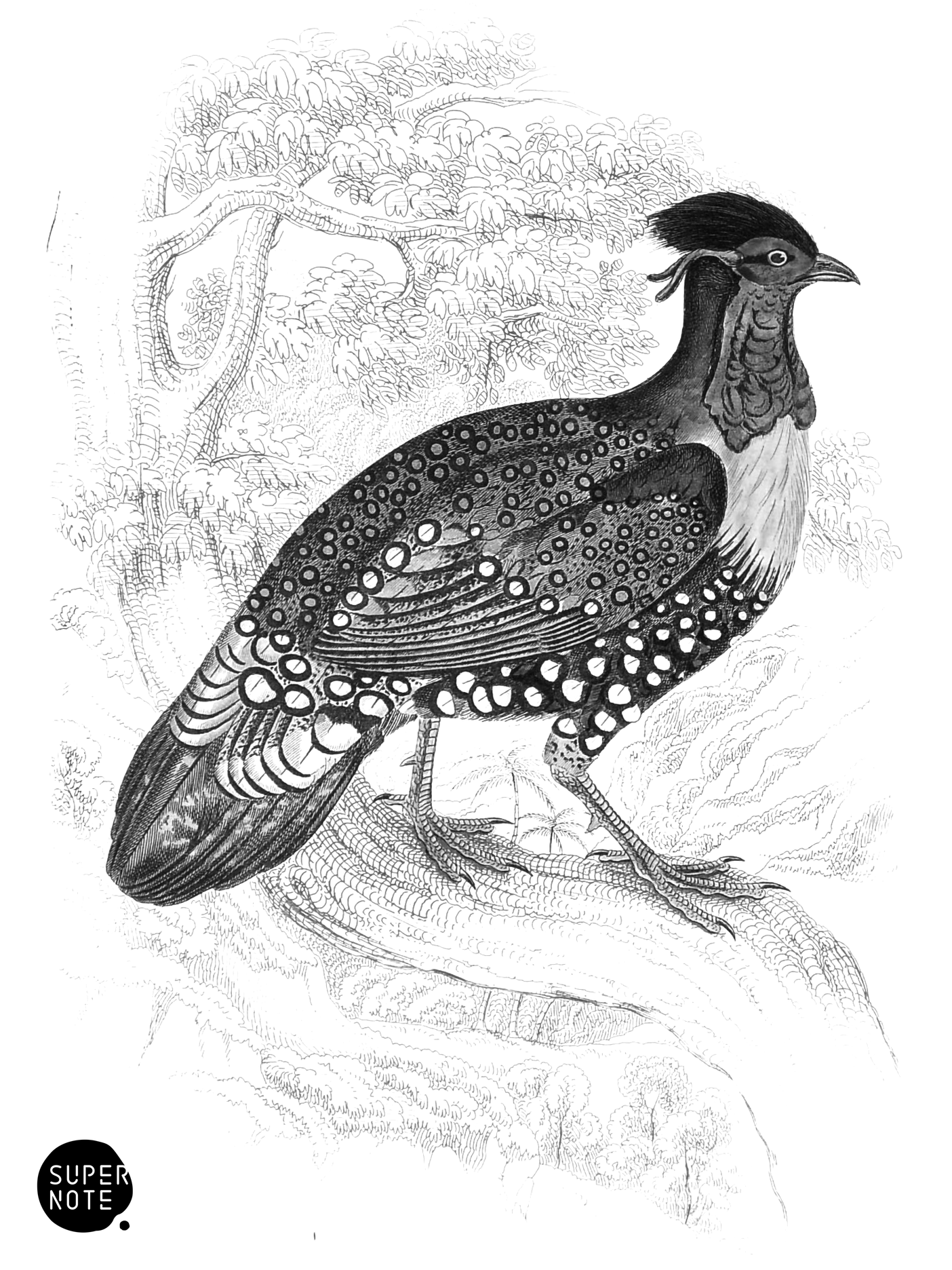Golden-Breasted Tragopan (Male) (vol-05 plate-25).png