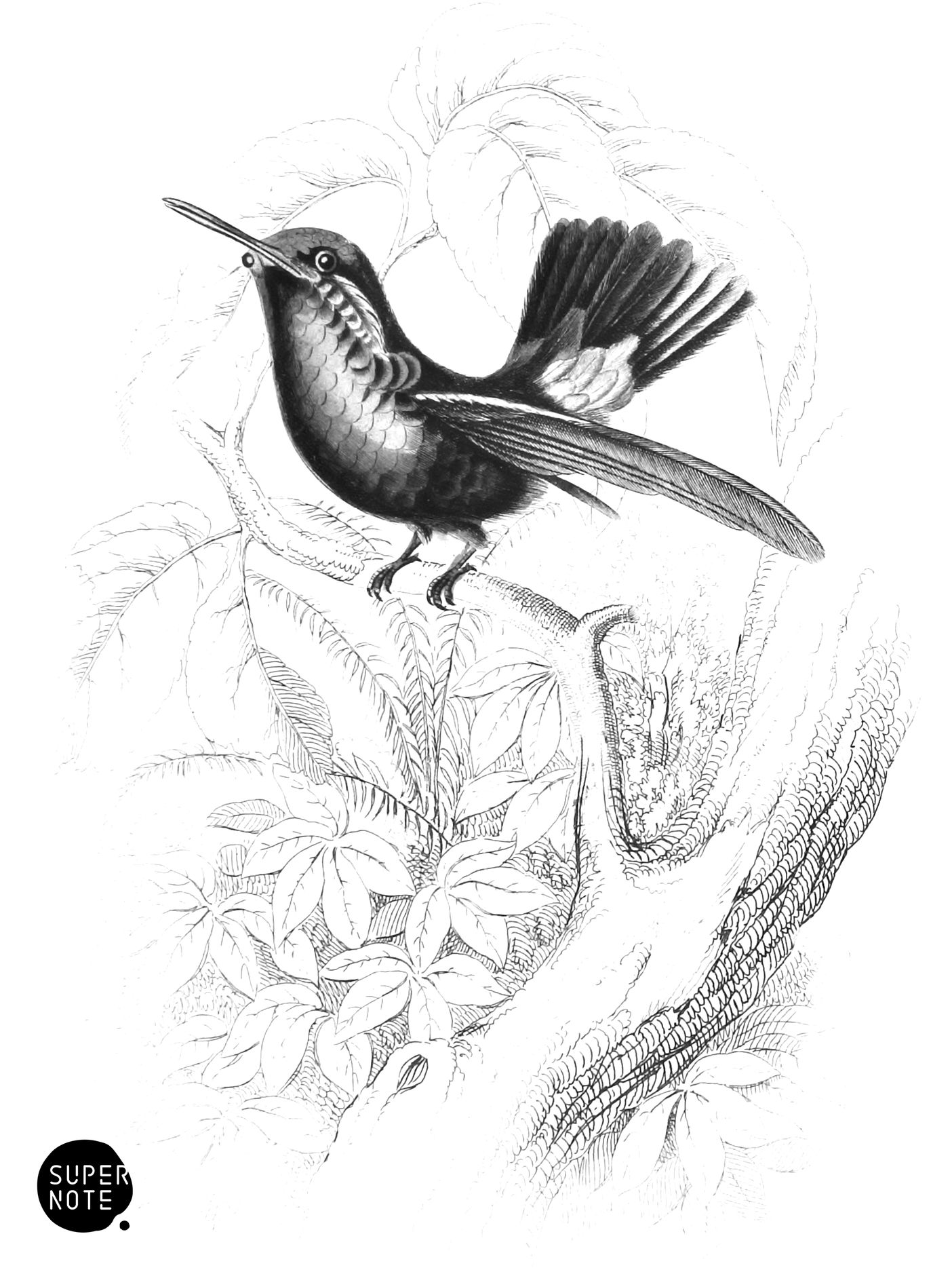 Golden-Green Humming-Bird (vol-01 plate-8).png