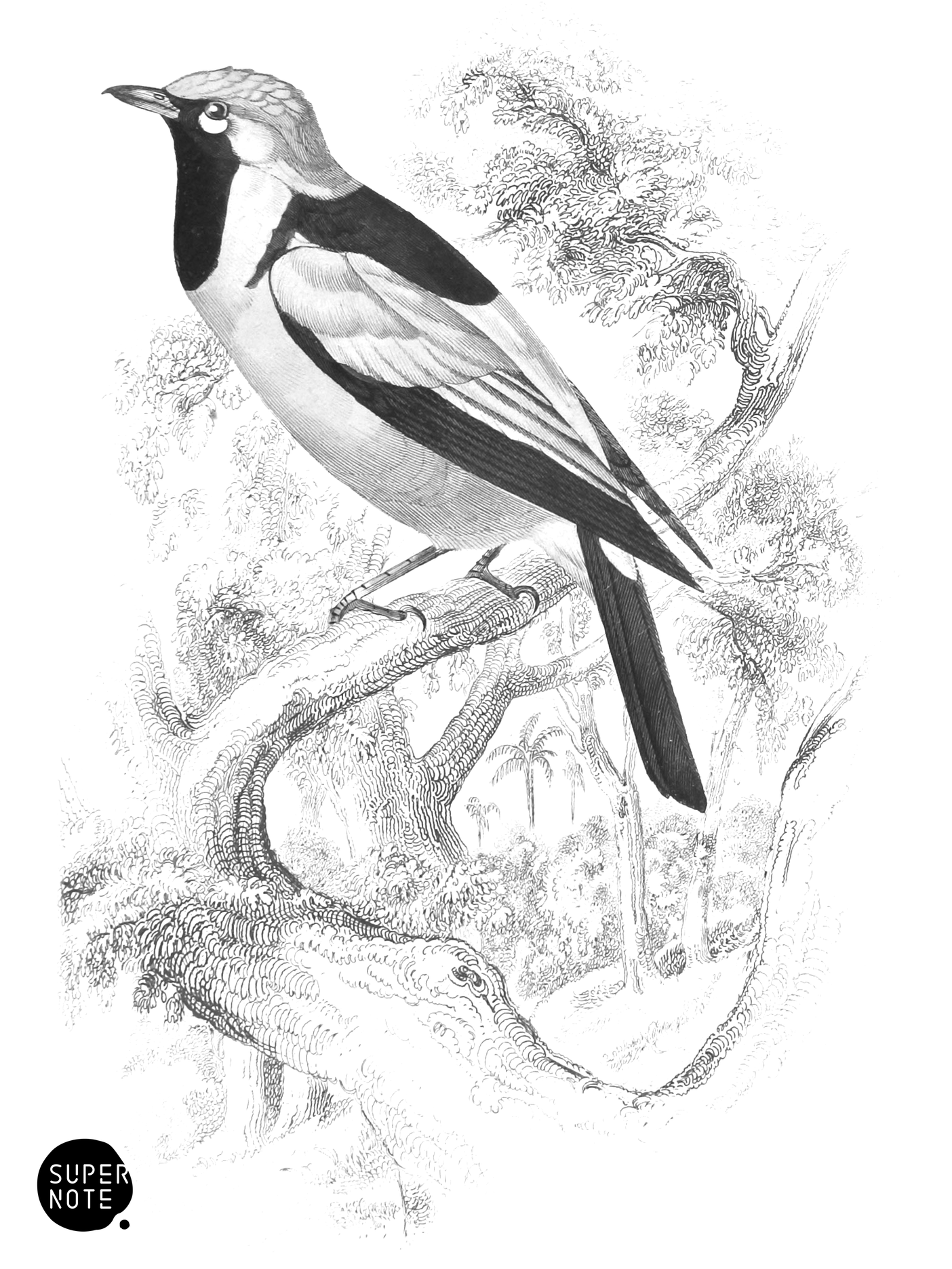 Golden-Hooded Flycatcher (vol-21 plate-14).png