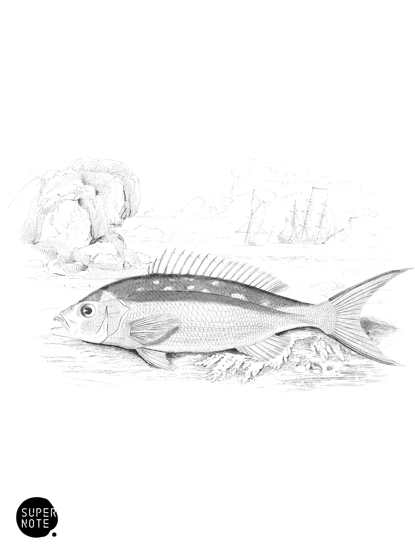 Golden-Tailed Mesoprion (vol-07 plate-25).png
