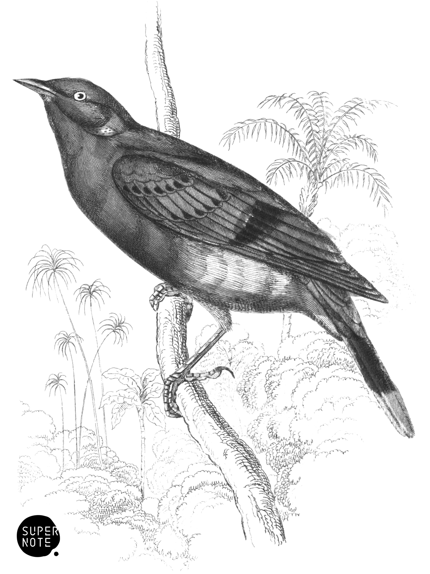 Goldn-Eared Grakle (vol-17 plate-6).png