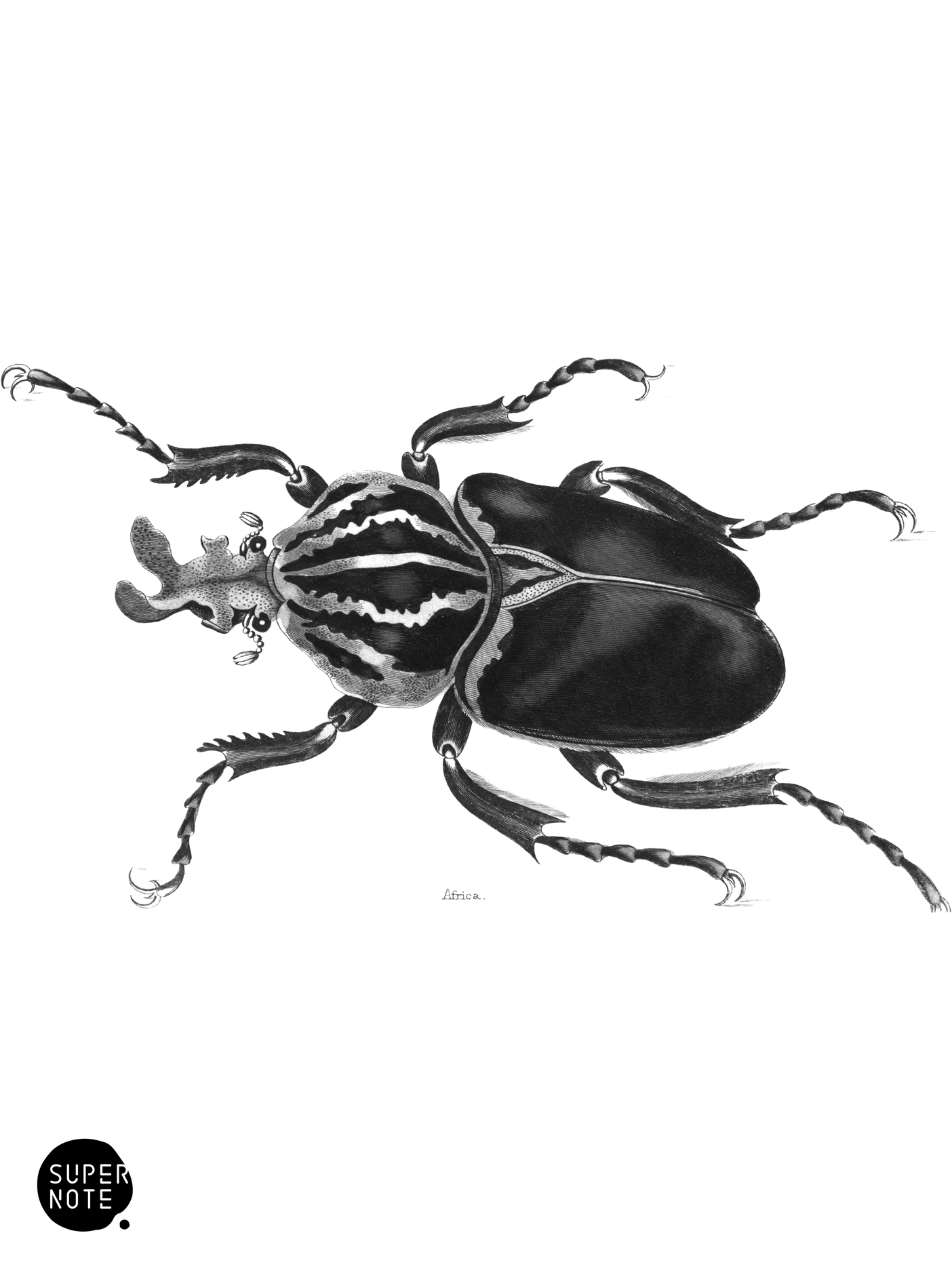 Goliathus magnus (vol-08 plate-16).png