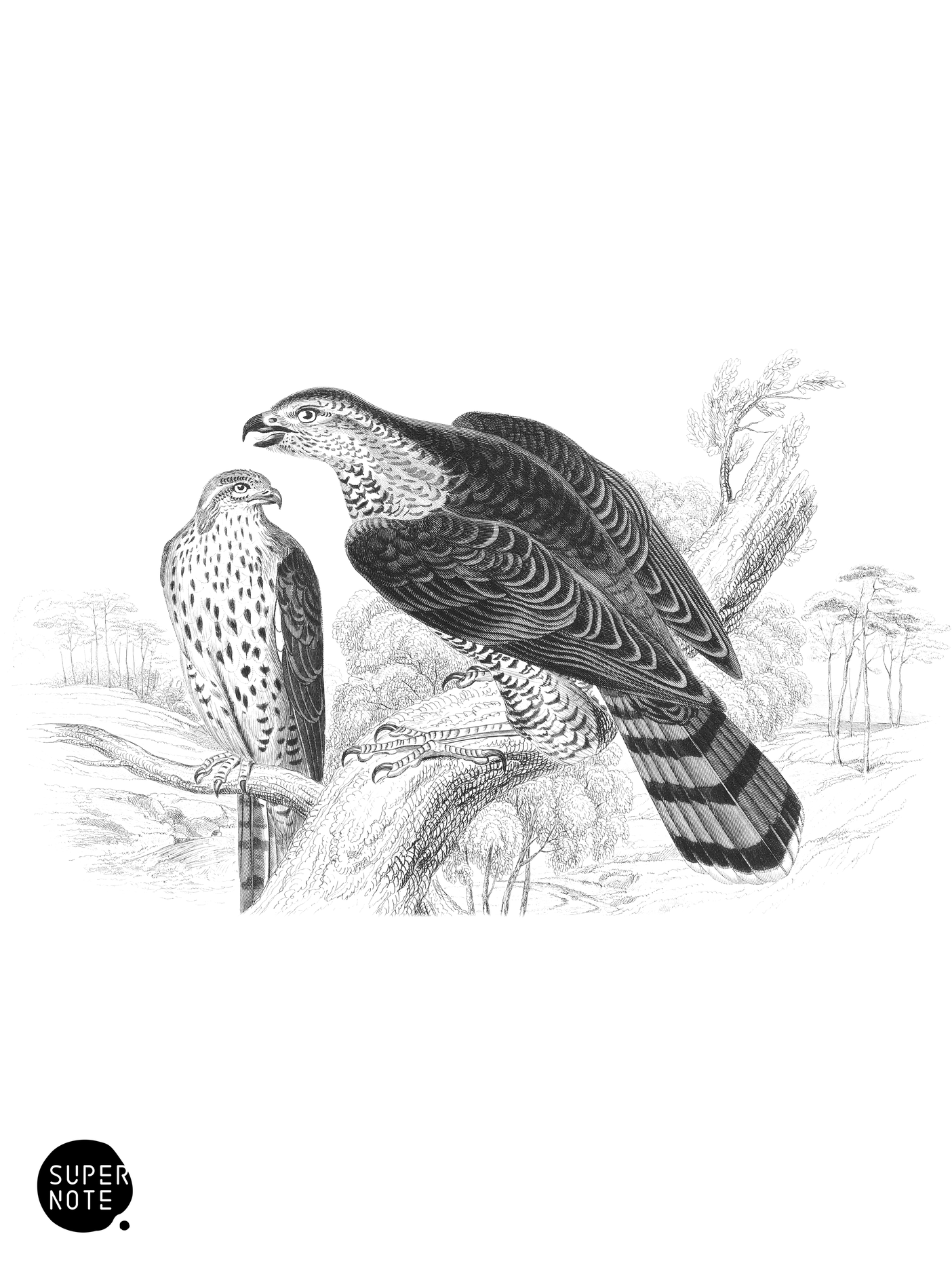 Goshawk (vol-20 plate-10).png