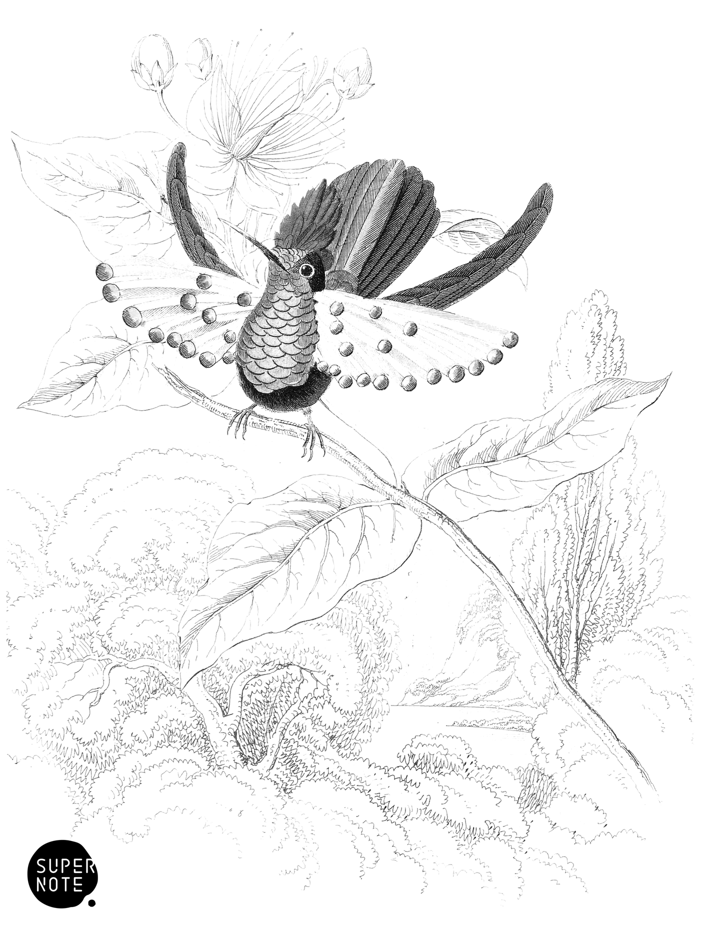 Gould’s Humming-Bird (vol-03 plate-12).png