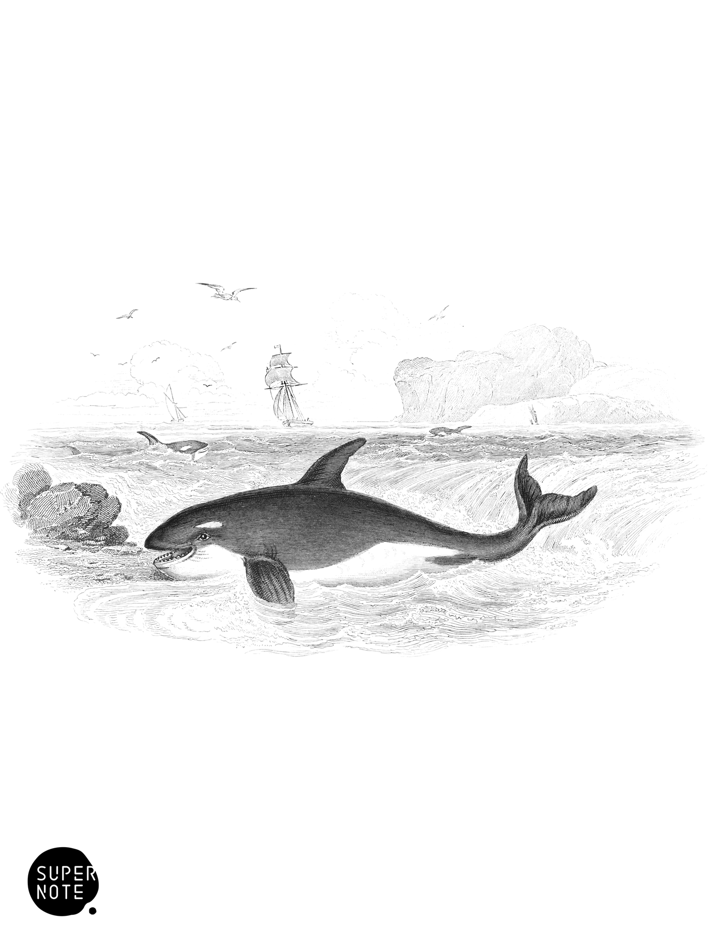 Grampus (vol-16 plate-20).png
