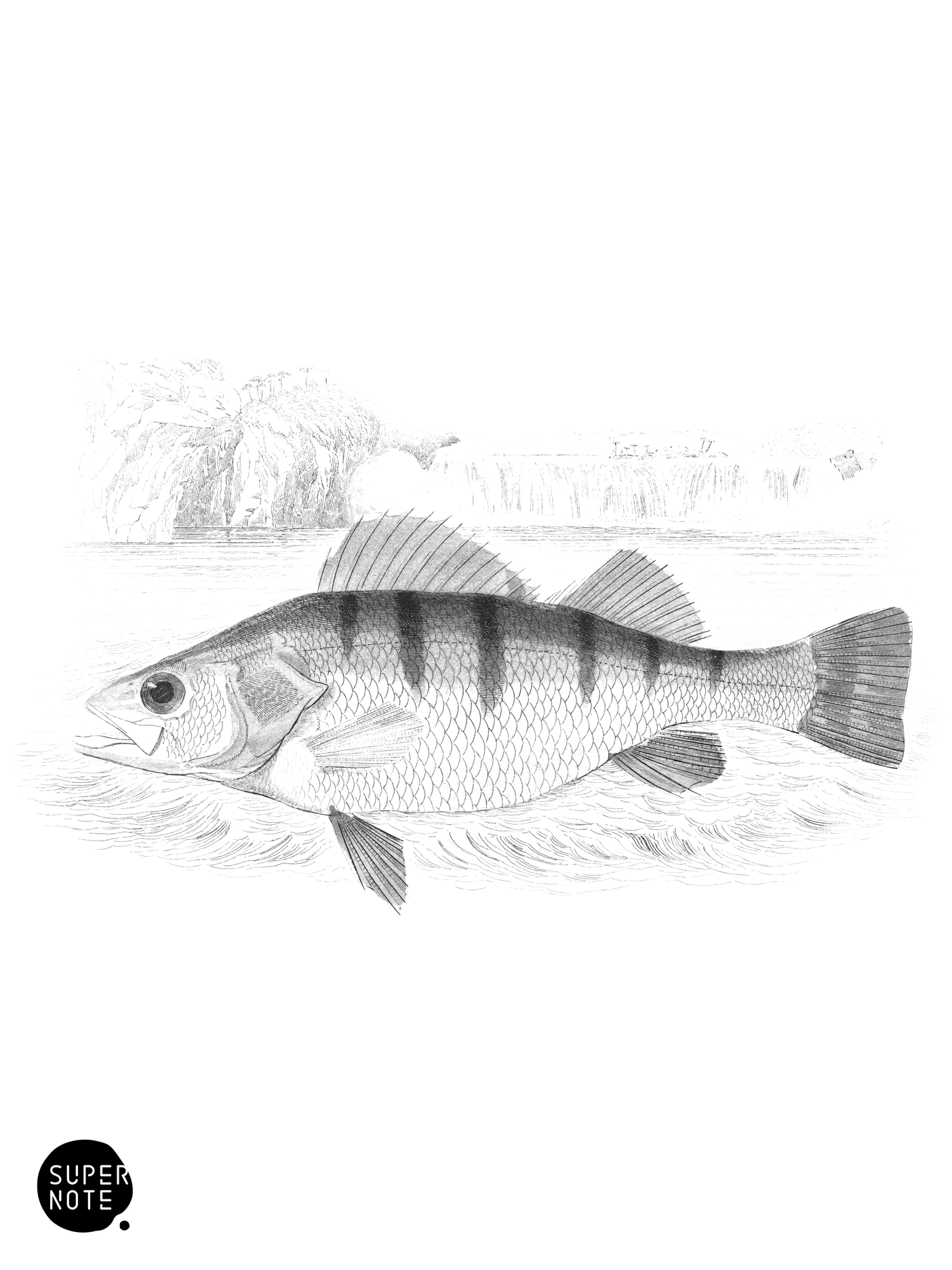 Granulated Perch (vol-07 plate-1).png